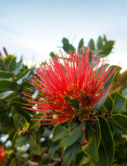Four people studying plants in a garden near a wooden fence; they are leaning in closely and taking notes.