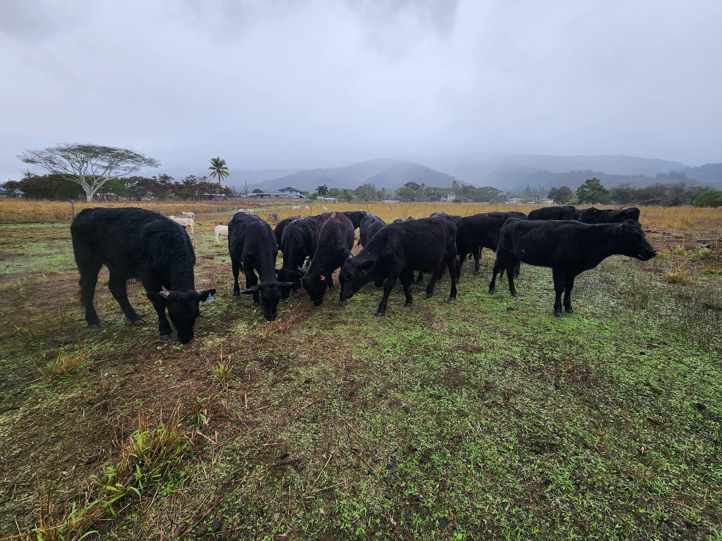 A herd of black cattle grazing on a grassy field with a few white cows in the background, overcast sky, distant trees, and mountains.