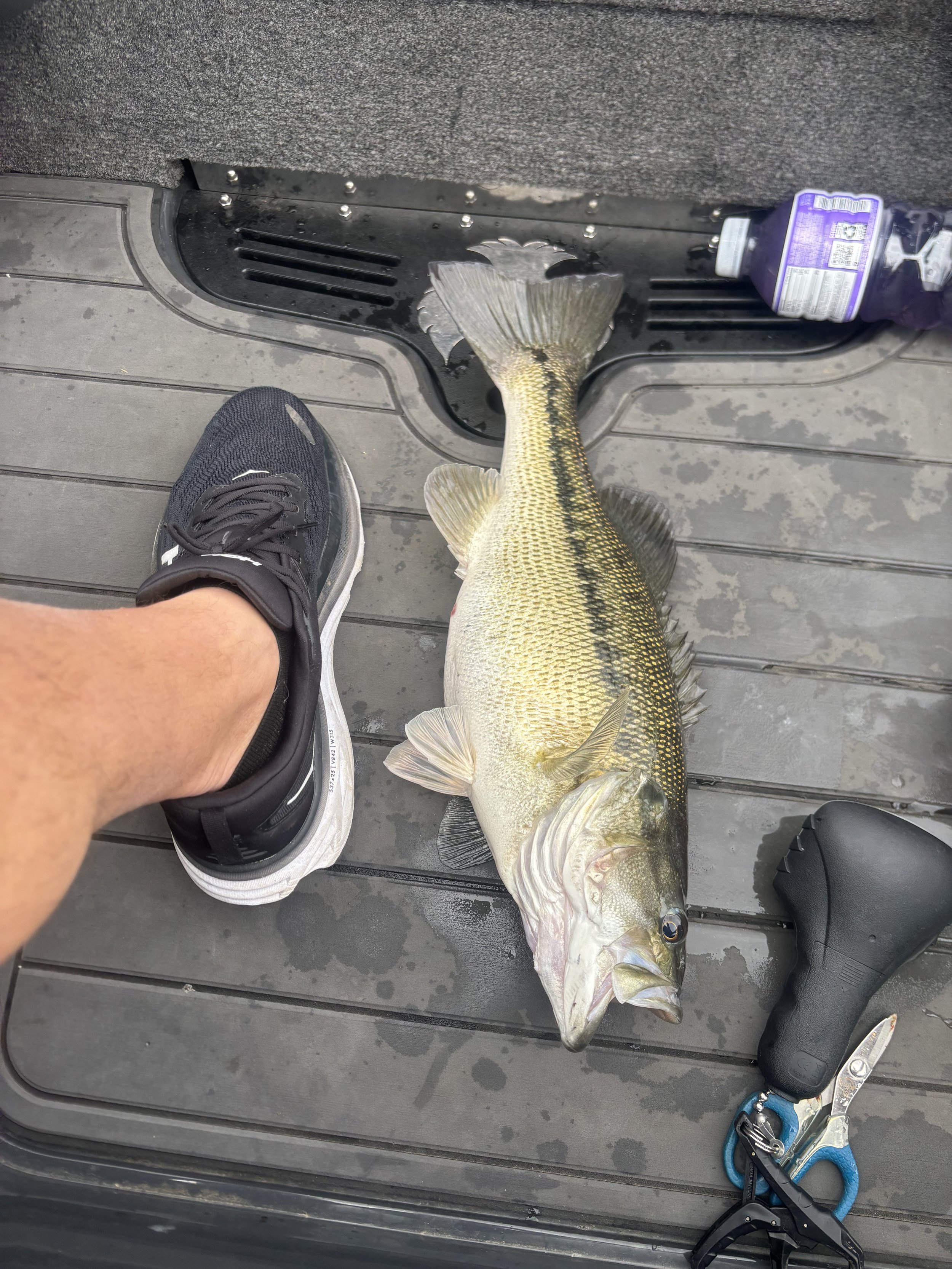 BWCJ angler Barron Adams showing of a nice spotted bass he caught on a BWCJ shakey head.