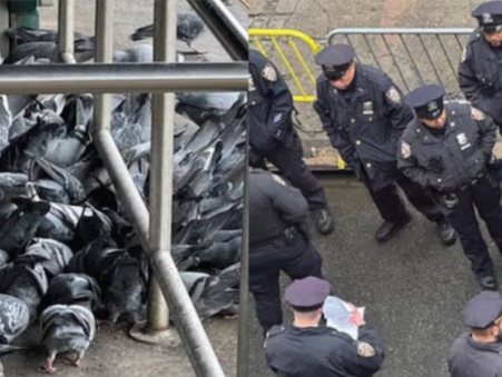 Gorgeous &amp; Guilty: In Conversation with Suzie Maez