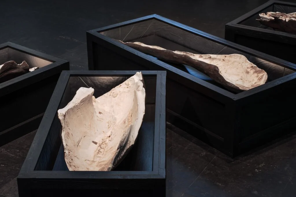 Detail of black wooden crates containing plaster casts of animal remains arranged on the gallery floor.