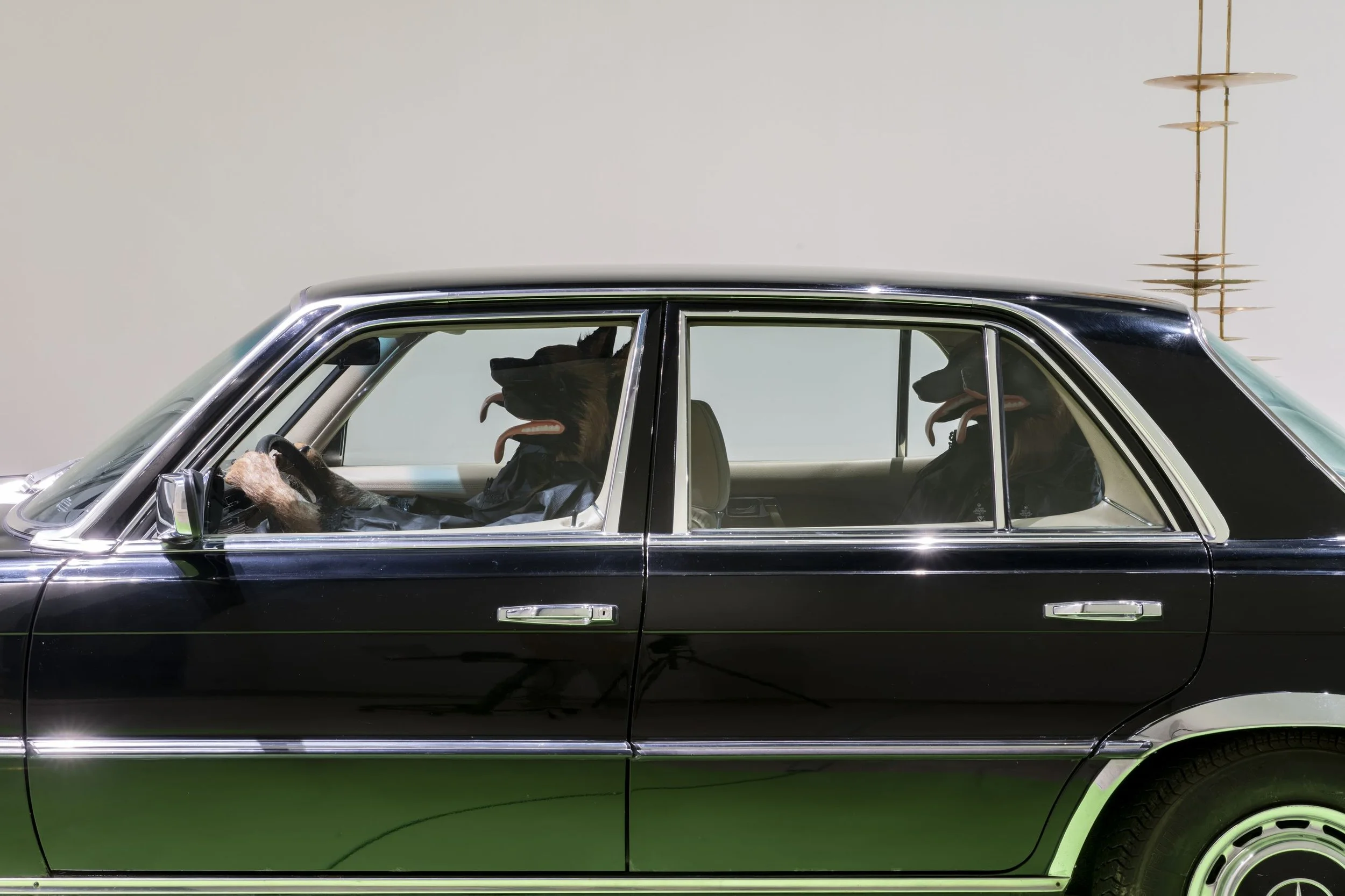 In a white room, a parked black car of an older model holds sculptures within: drivers and passengers with the heads of German Shepherd-like dogs with their mouths open.
