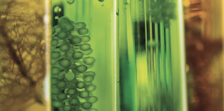 Chlorella Oil