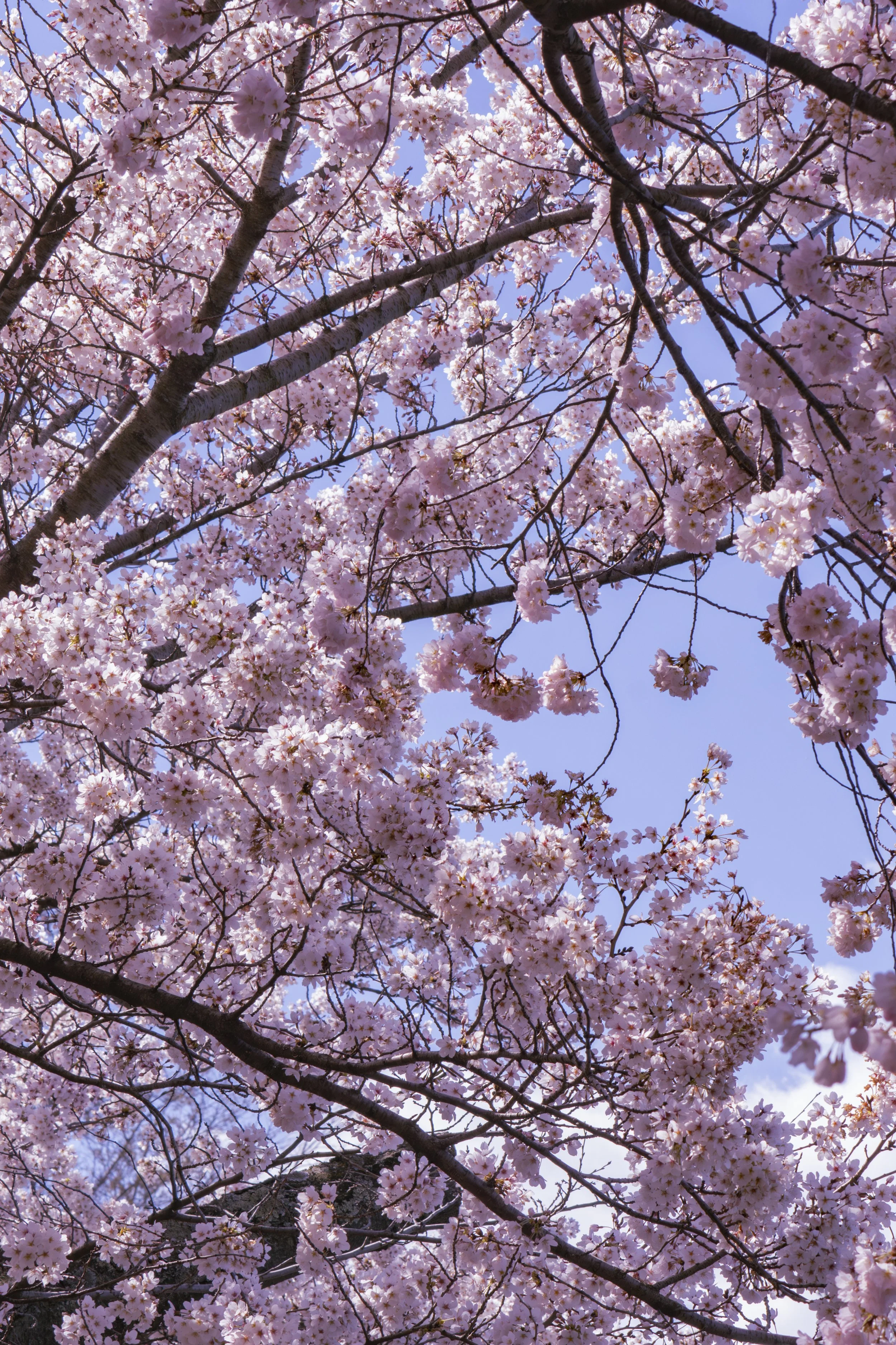 Cherry Blossom Tree.jpg