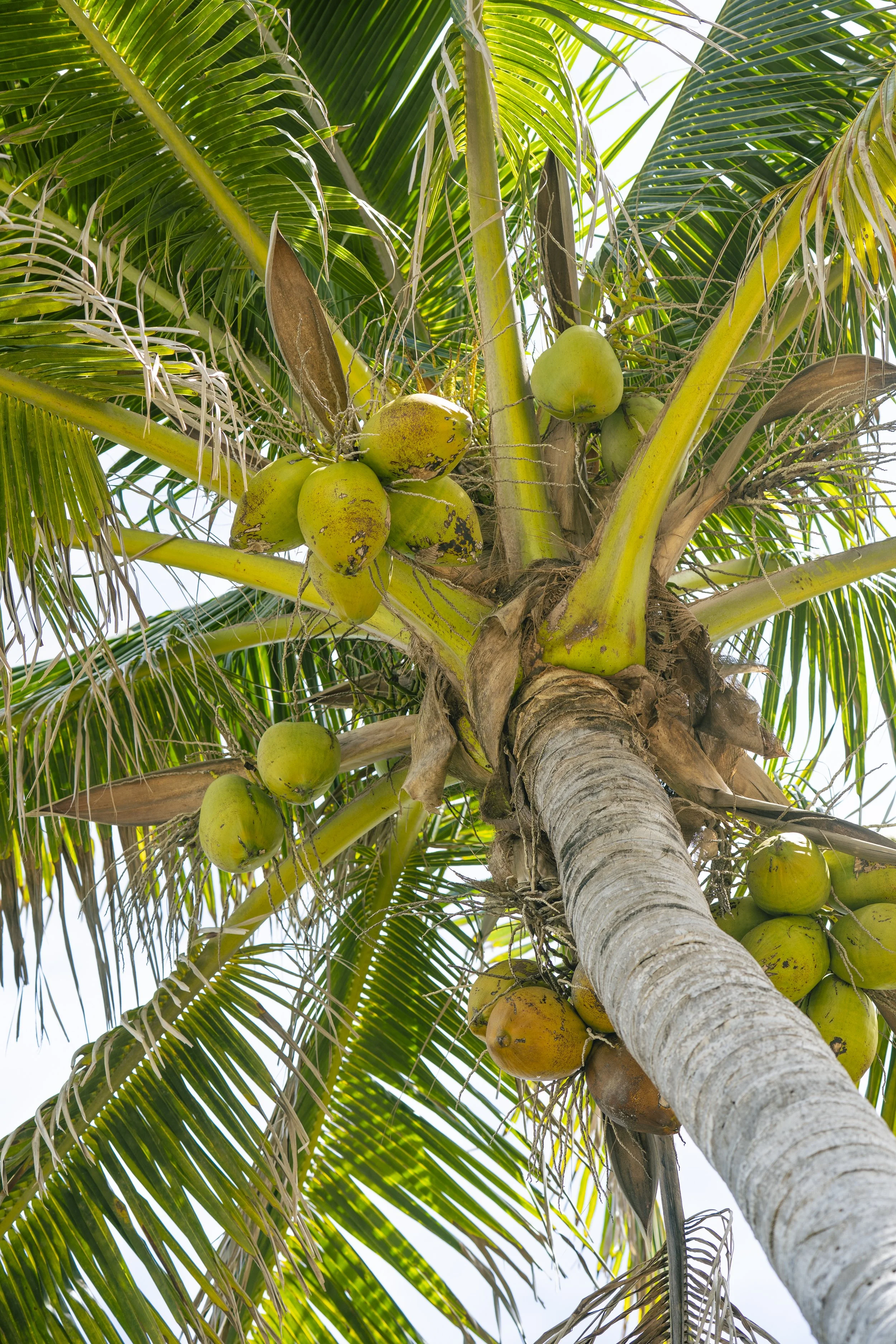 Under The Coconut Tree.jpg