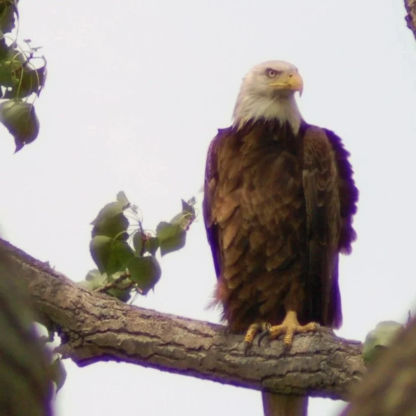 Fulton-Mason Eagle Day to Take Place February 7