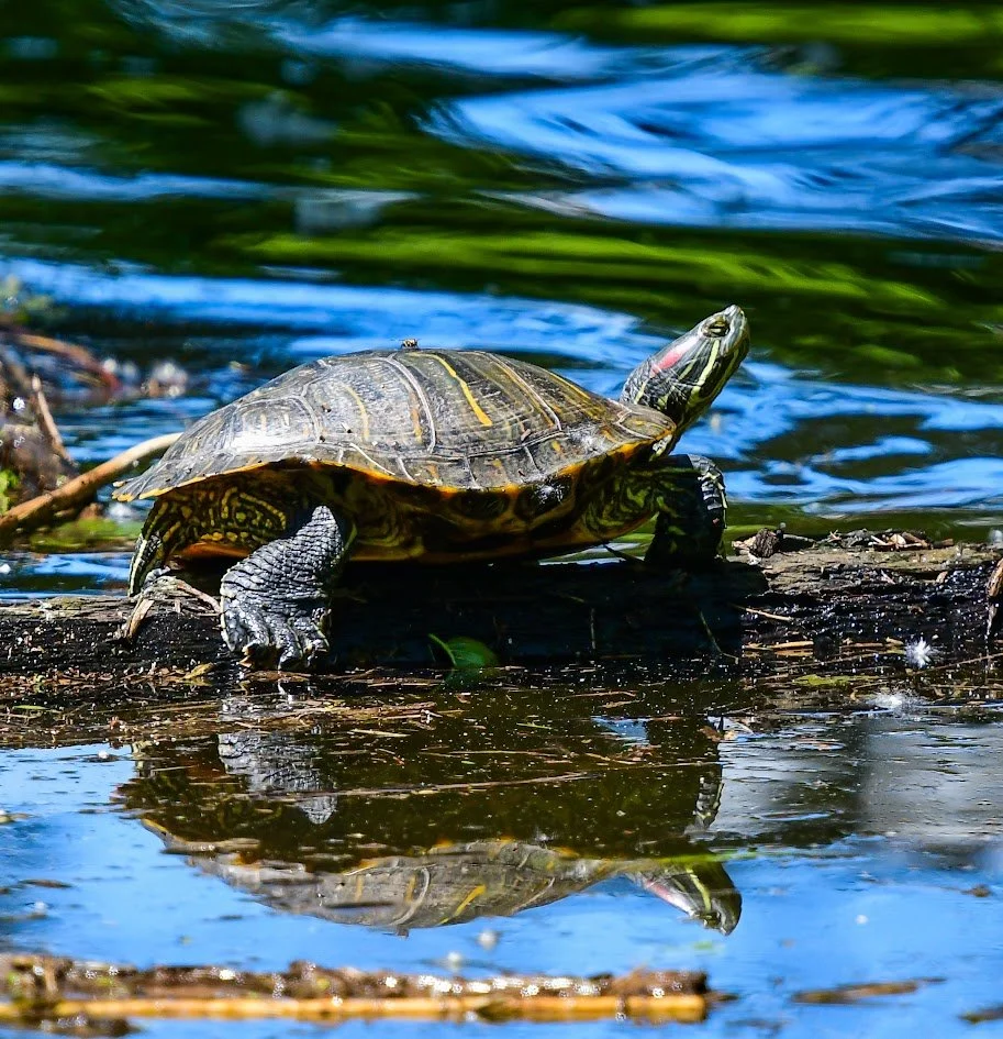 Prairie Land Conservancy to Hold Bio Blitz at their Prairie Hills Wetland Reserve