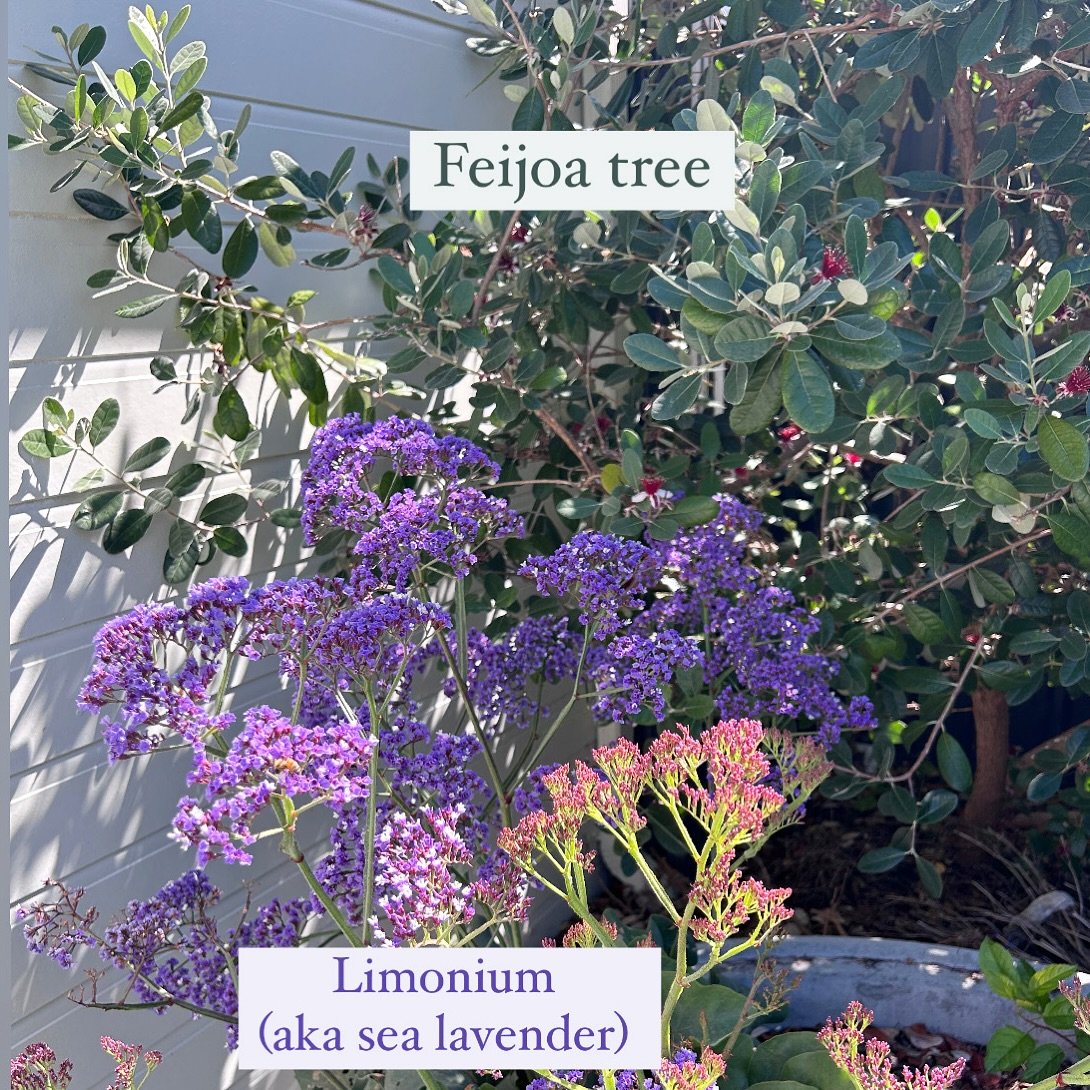 Quick snap for inspo 📸 

Feijoa &amp; Limonium (aka sea lavender) 🌿 a beautiful green, purple and grey combo 🫶

Spring has been a busy time for us! Did you know we also run a Landscaping Consultancy &amp; Design business as well as Plant sourcing 
