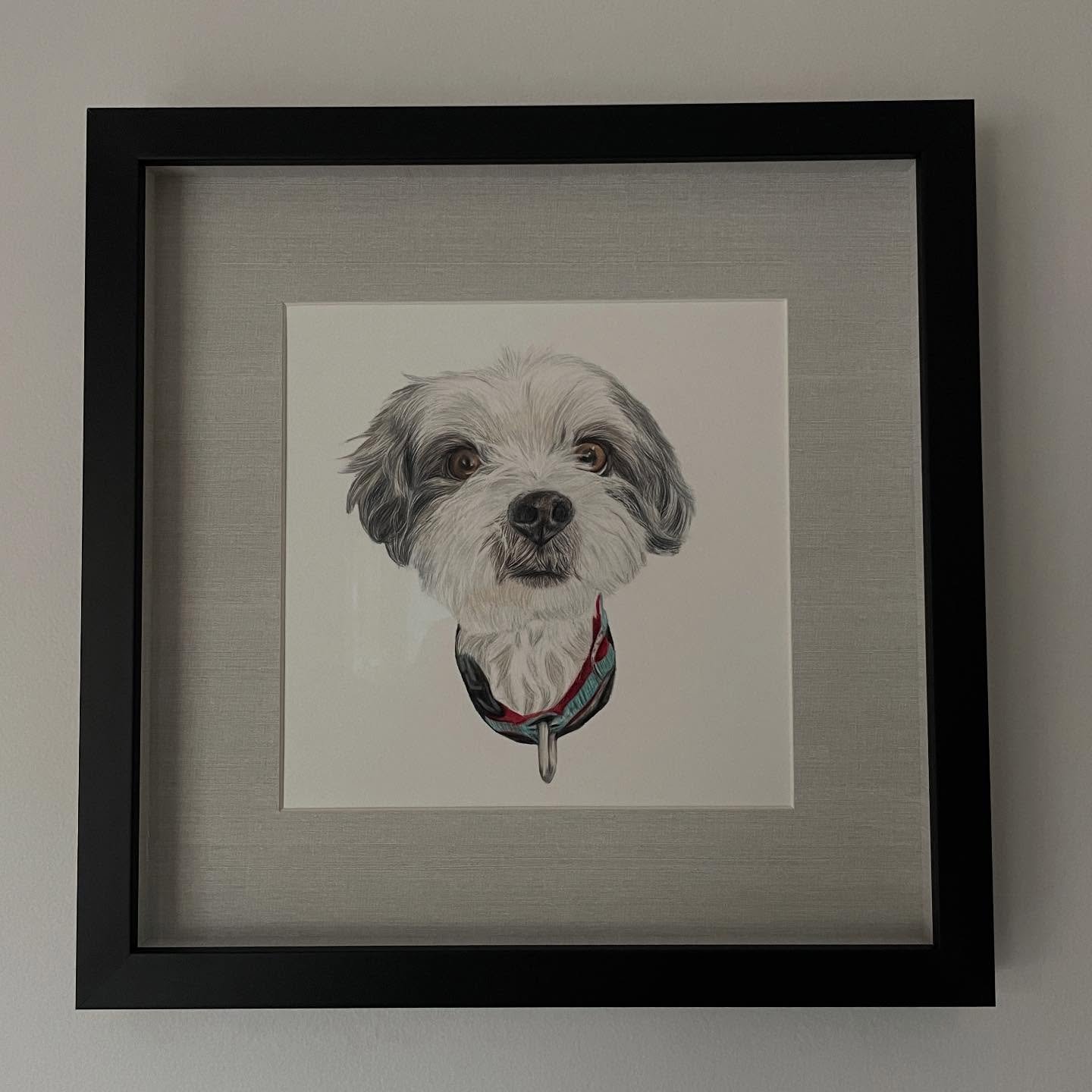 I love receiving photos of my drawings in their beautiful frames. How good does Skye look! 
🐾
🐾
🐾
#artist #petportrait #drawing #australianartist