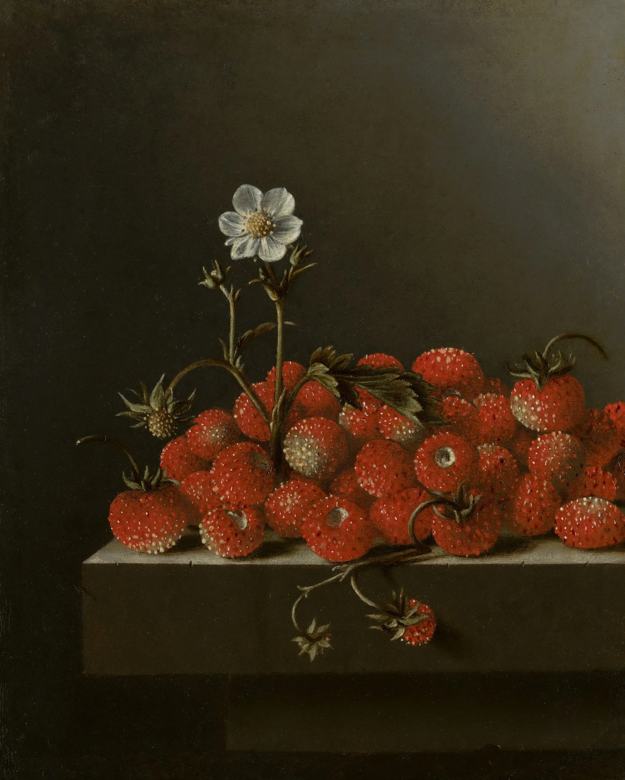 still life strawberry plant