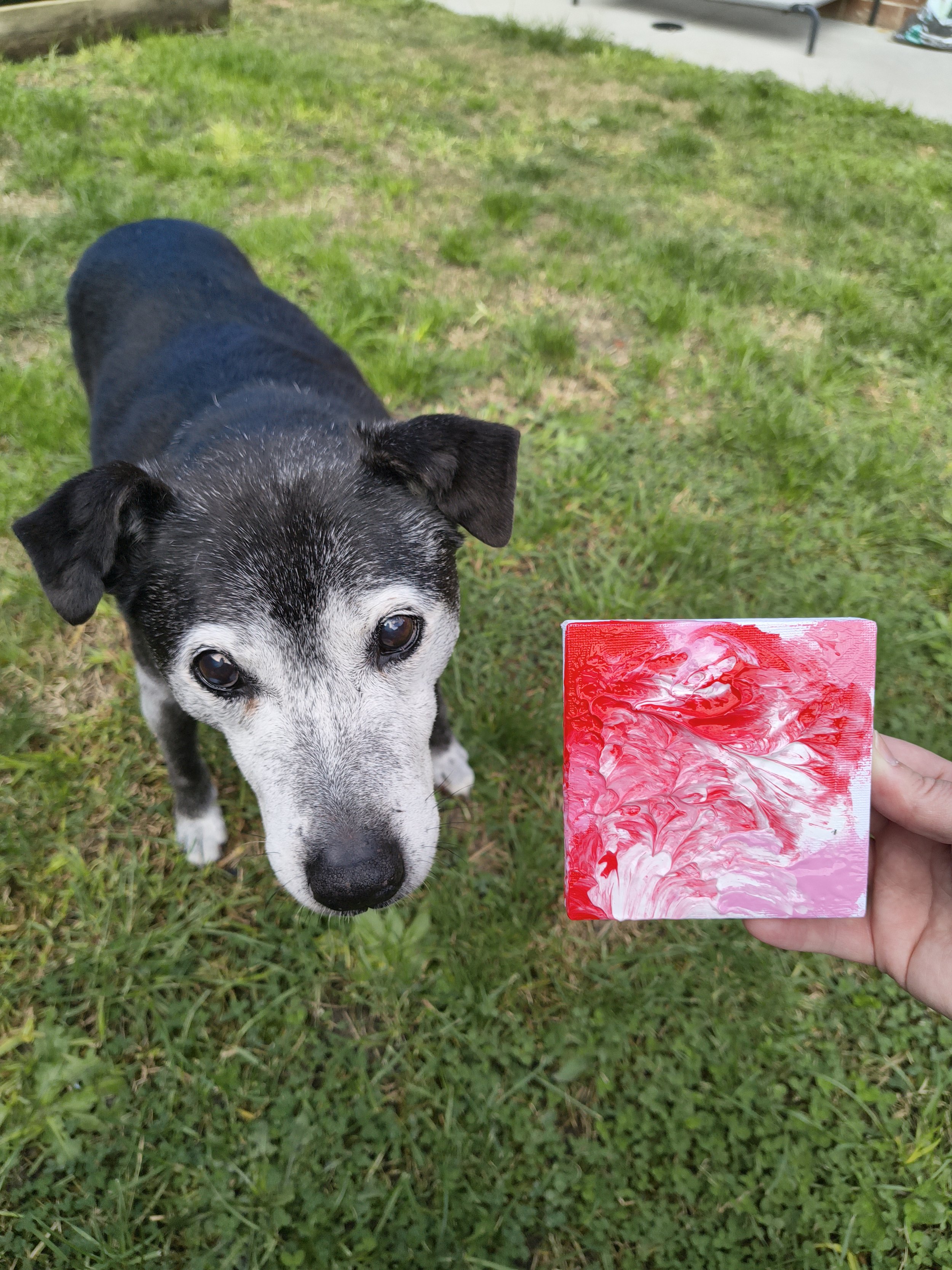 Ollie Dog painting process video