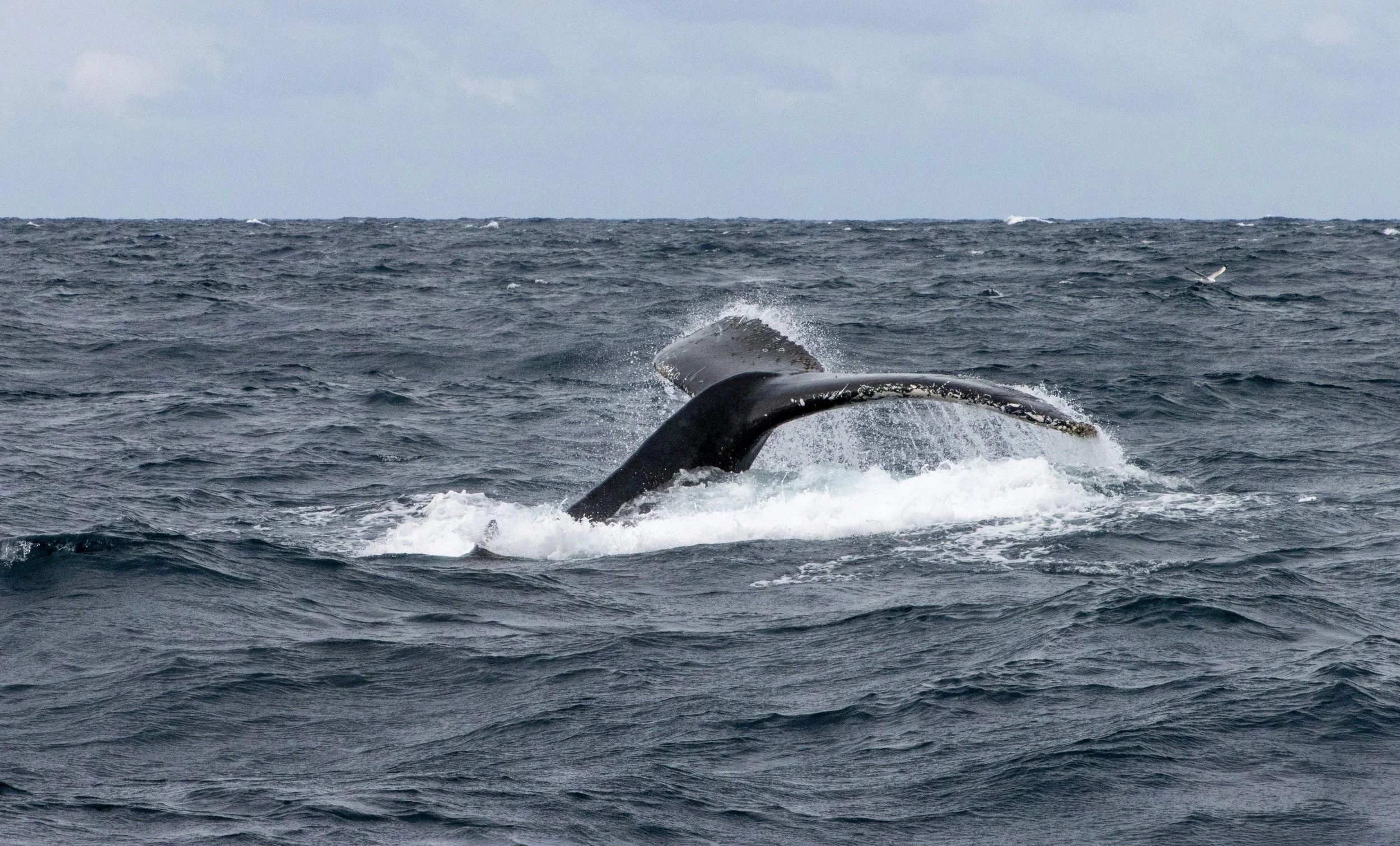 Whale Watching Season in Sydney: When and Where to See Humpback Migration