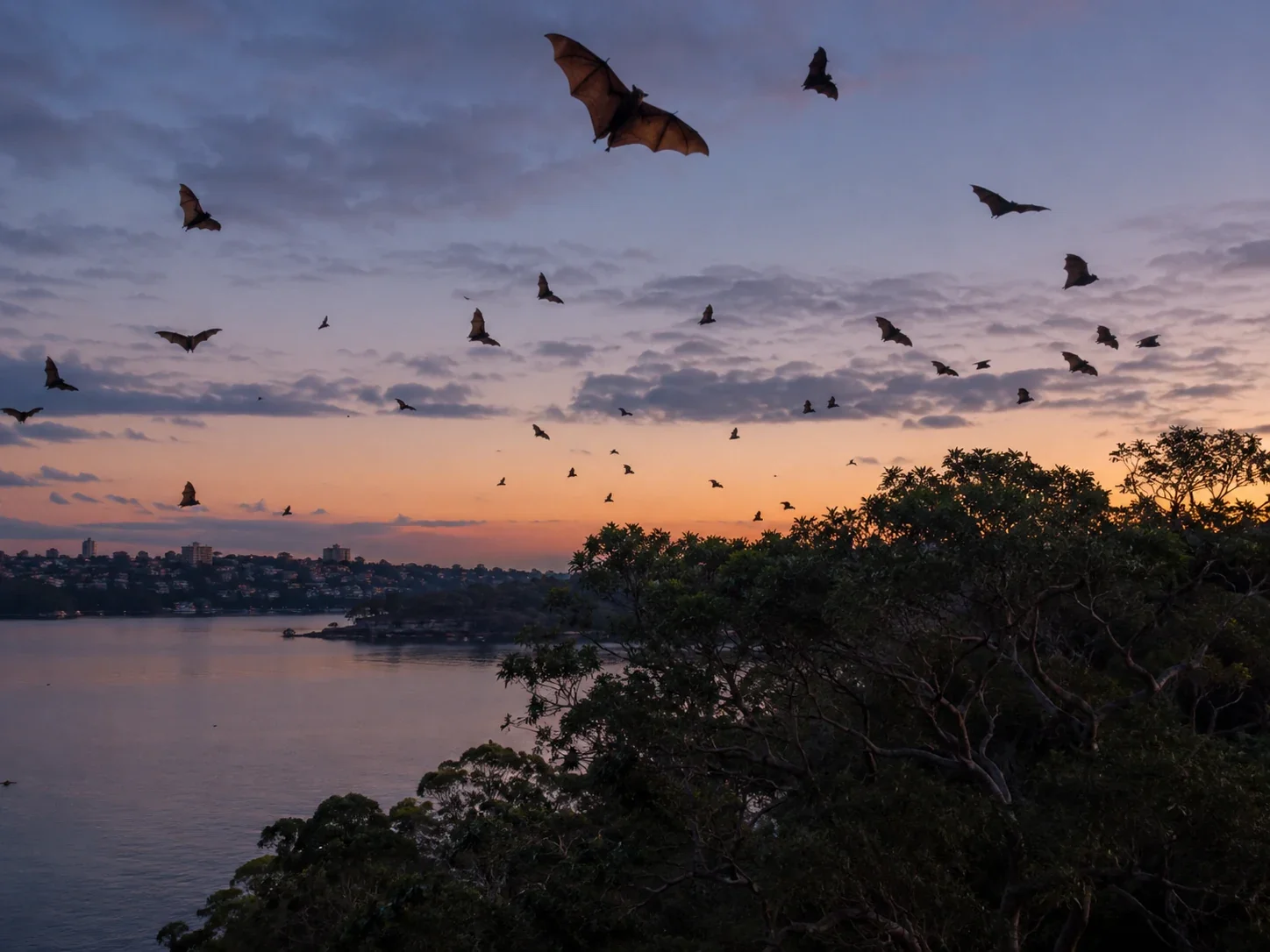 Flying foxes over Sydney at dusk during seasonal change