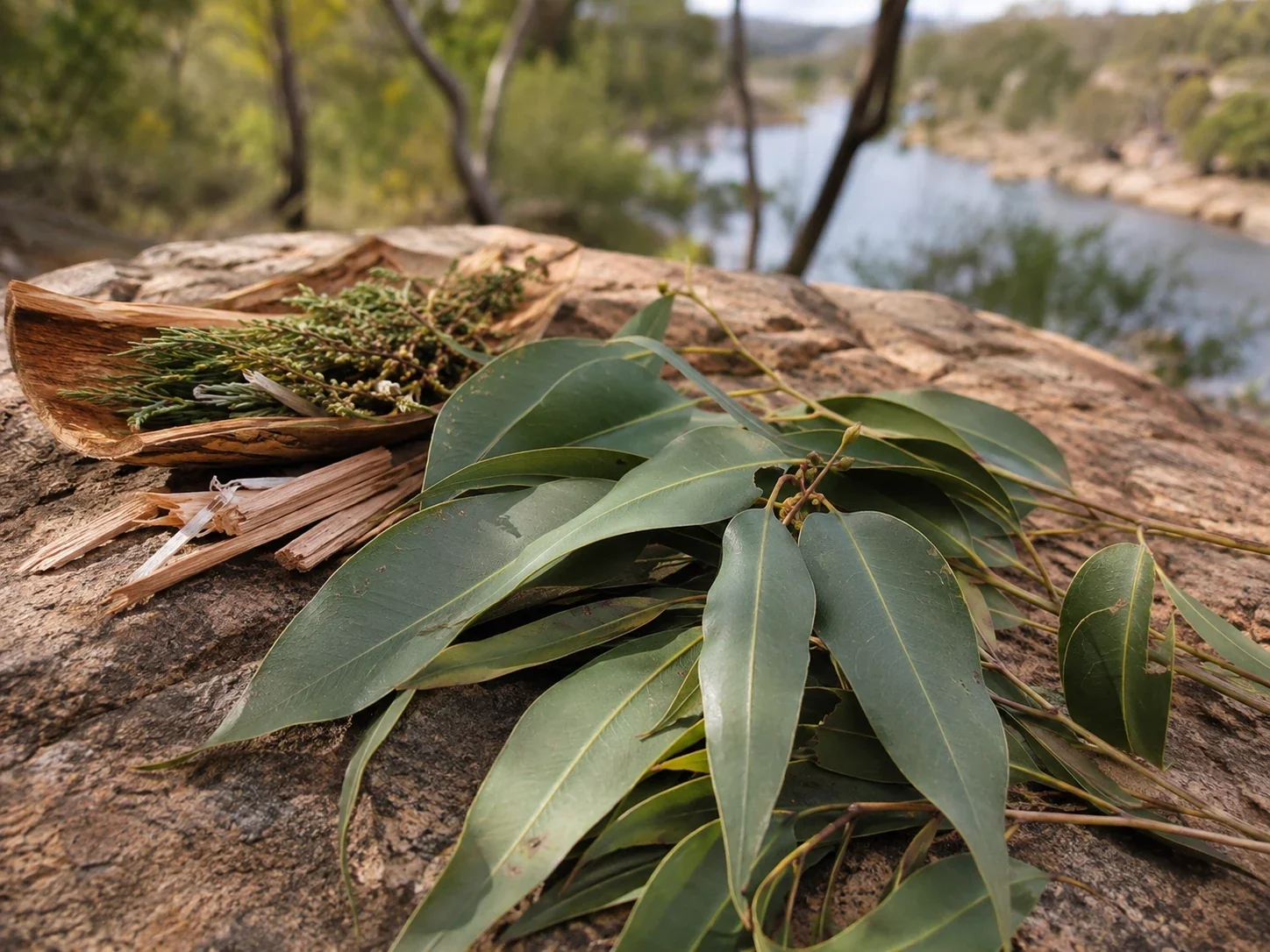 Native leaves prepared for an Aboriginal smoking ceremony.