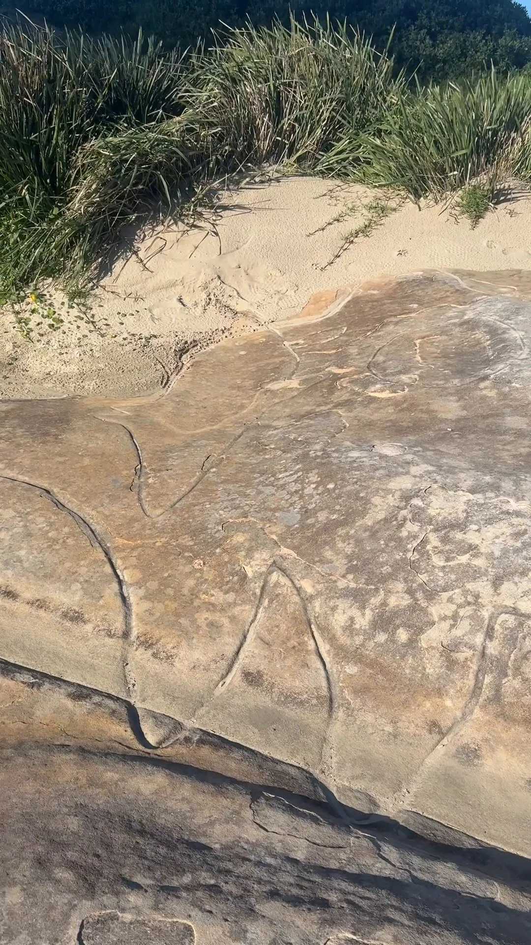 bondi whale watching_000212.jpg