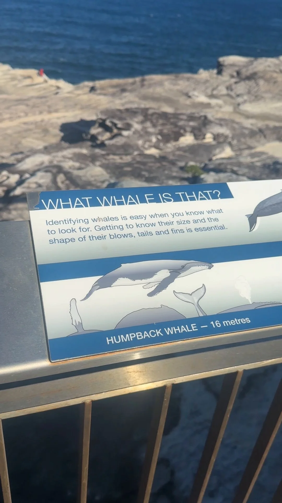 bondi whale watching_000041.jpg