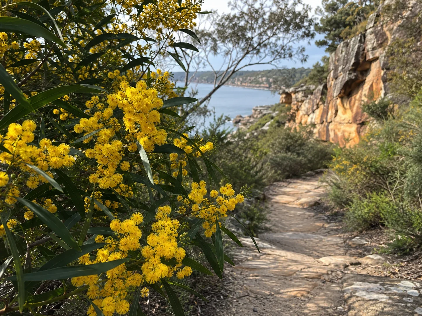 Sydney Golden Wattle flowering as a seasonal indicator