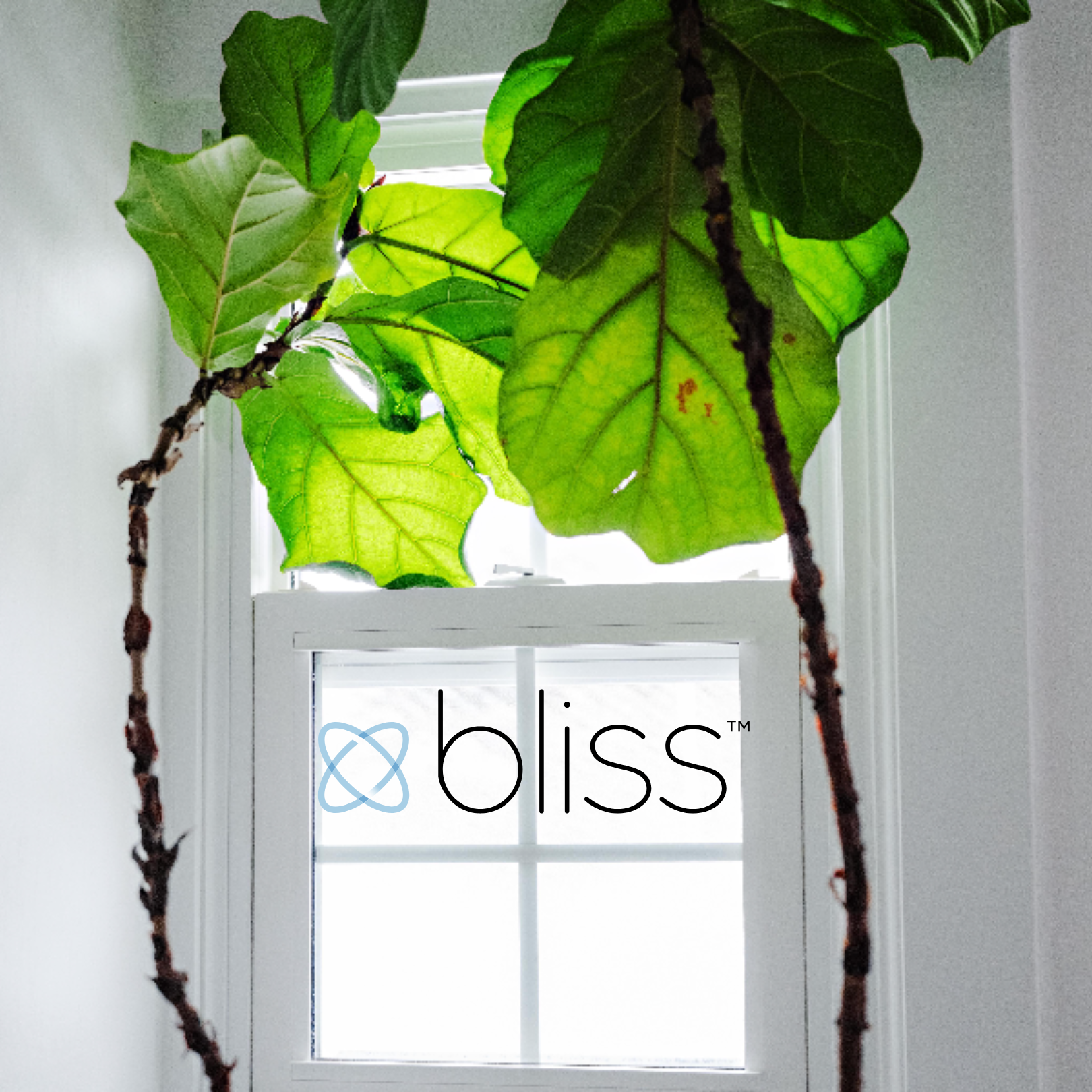 Bliss Counselling &amp; Psychotherapy