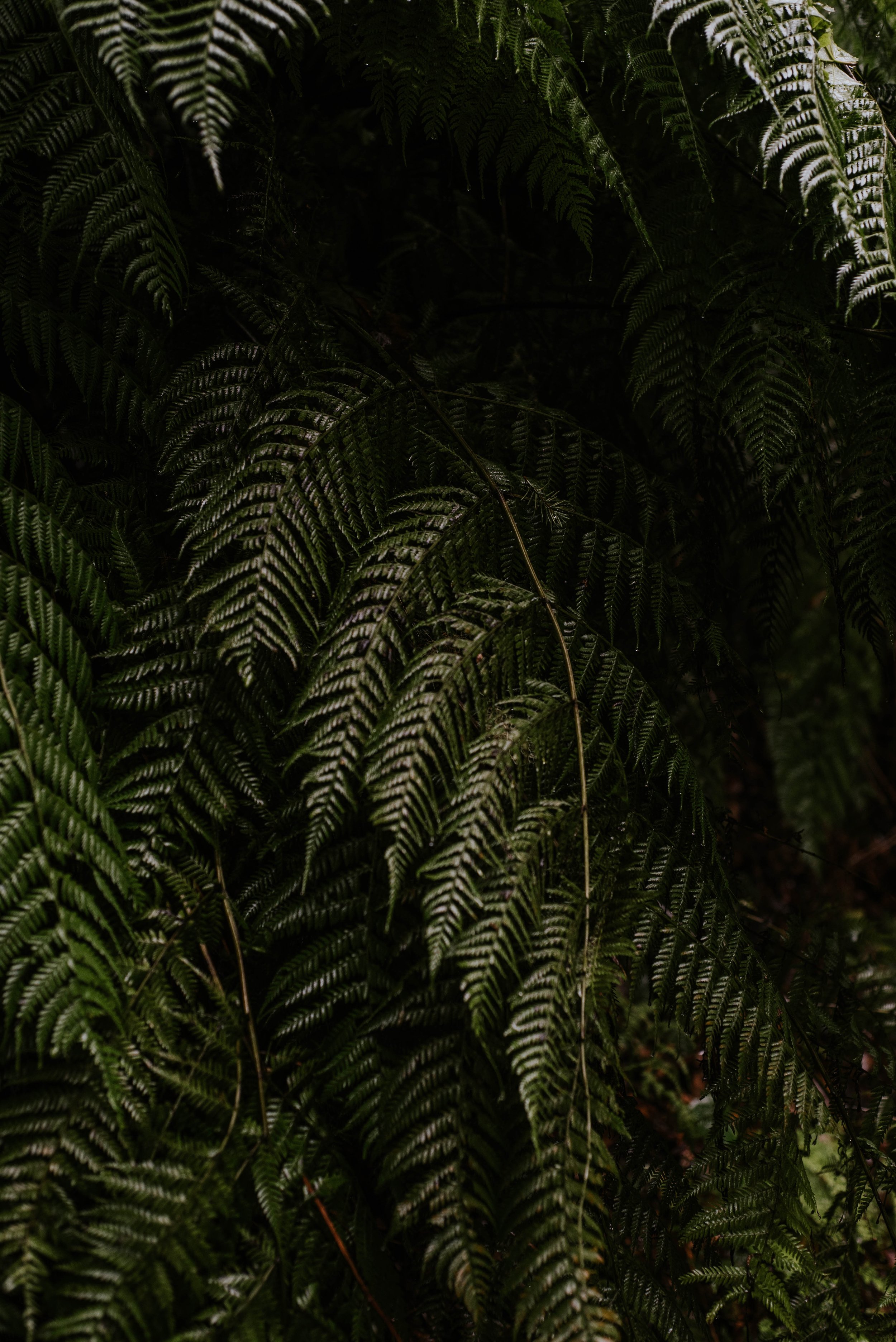 _DSC0009.jpg