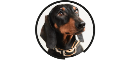 📢&nbsp;Pauls Perspektive: Warum FUD kein gutes Führungsleckerli ist&nbsp;🐾