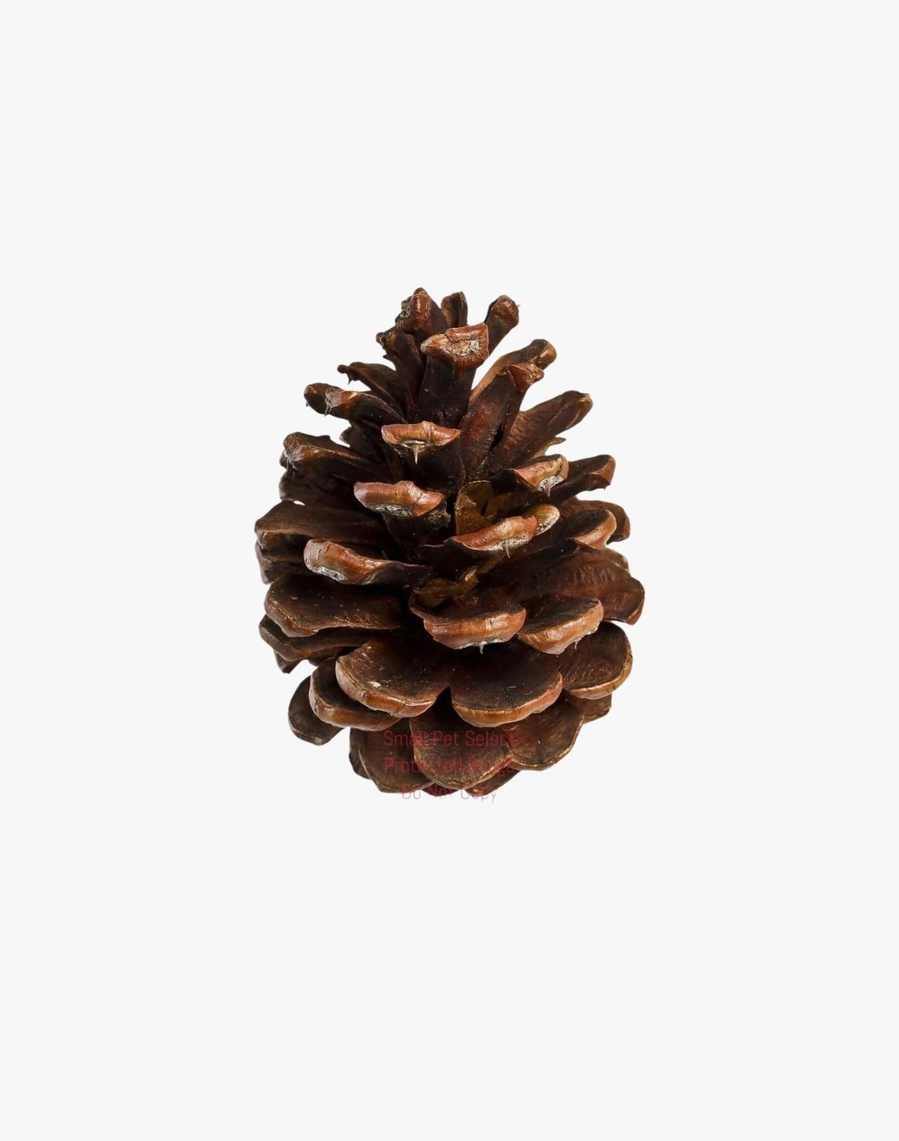 PINECONES 1KG - £9.75