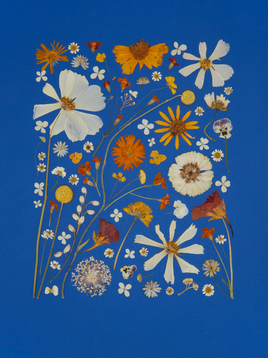 Blue and Orange.png