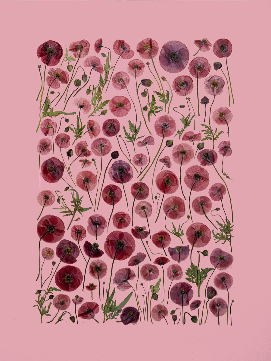 Garden Poppy.png