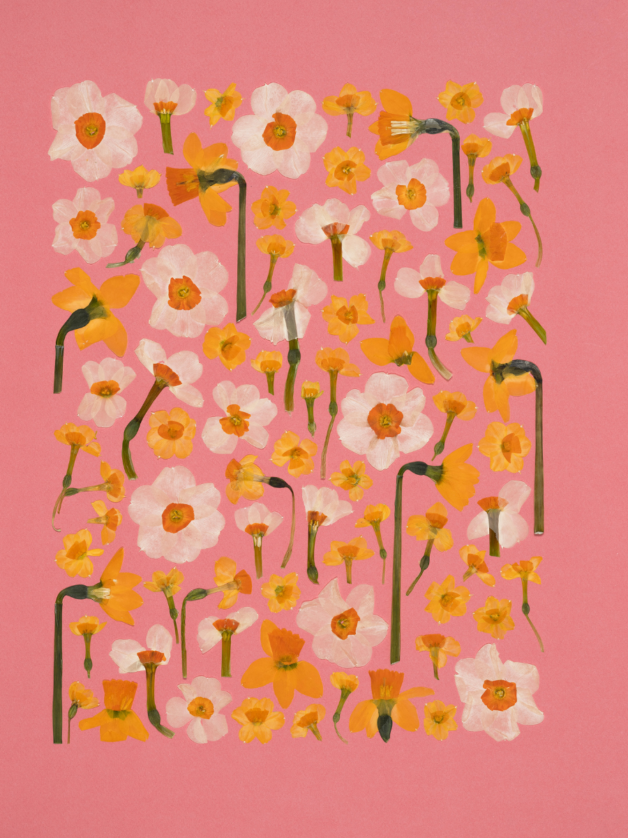 Daffodils.png