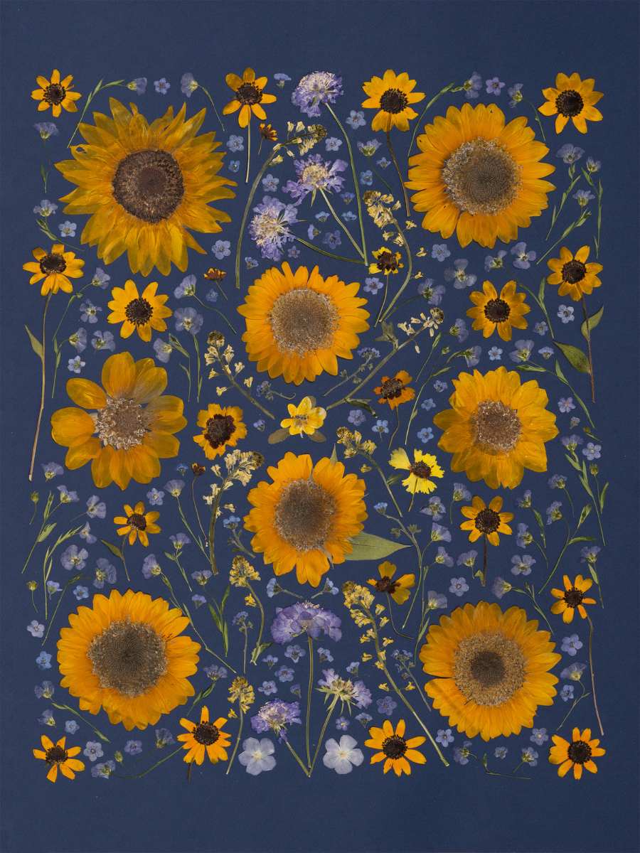 Sunflowers.png