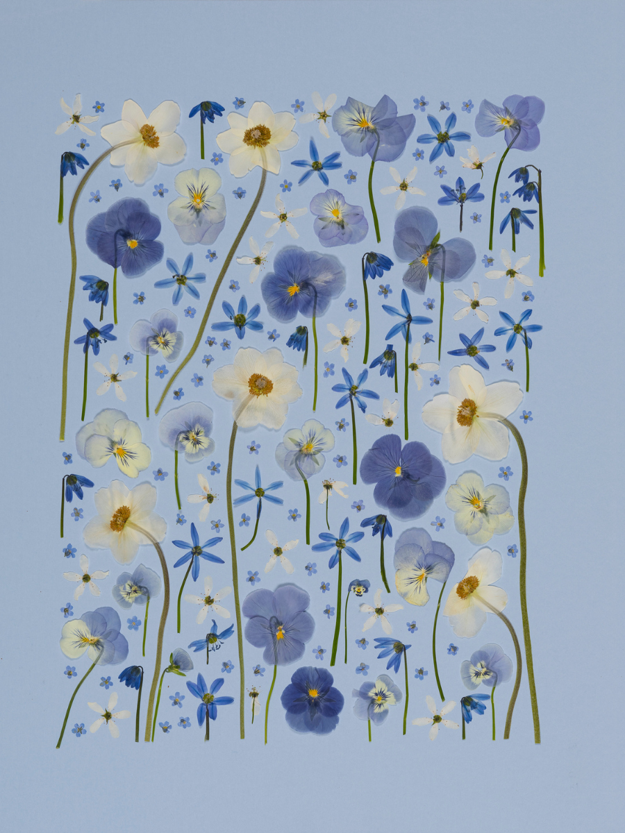 Blue Pansy.png