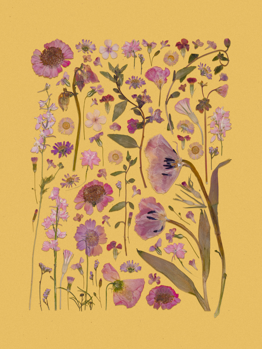 Mustards and Pinks.png