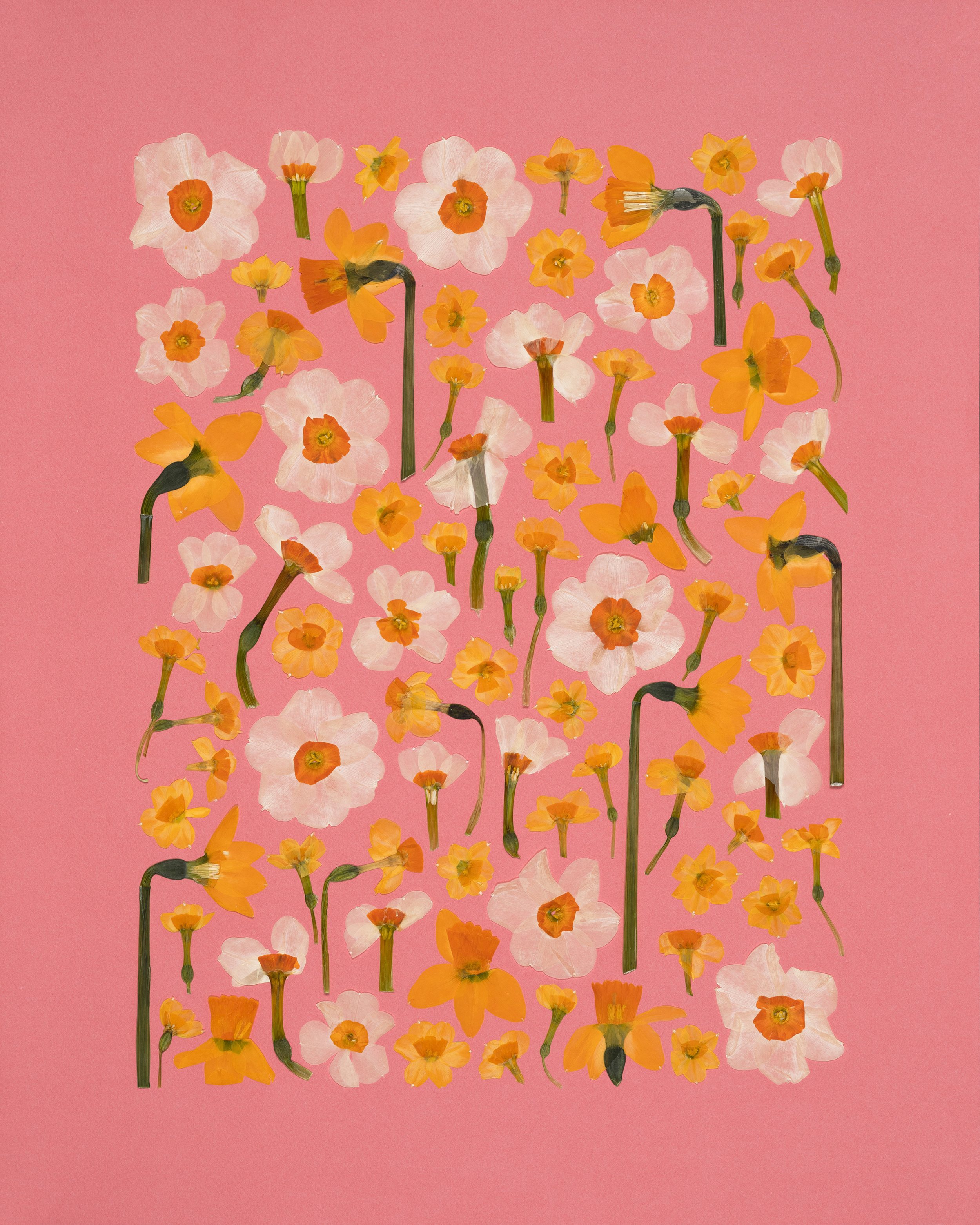 Pressed Flower Art Prints