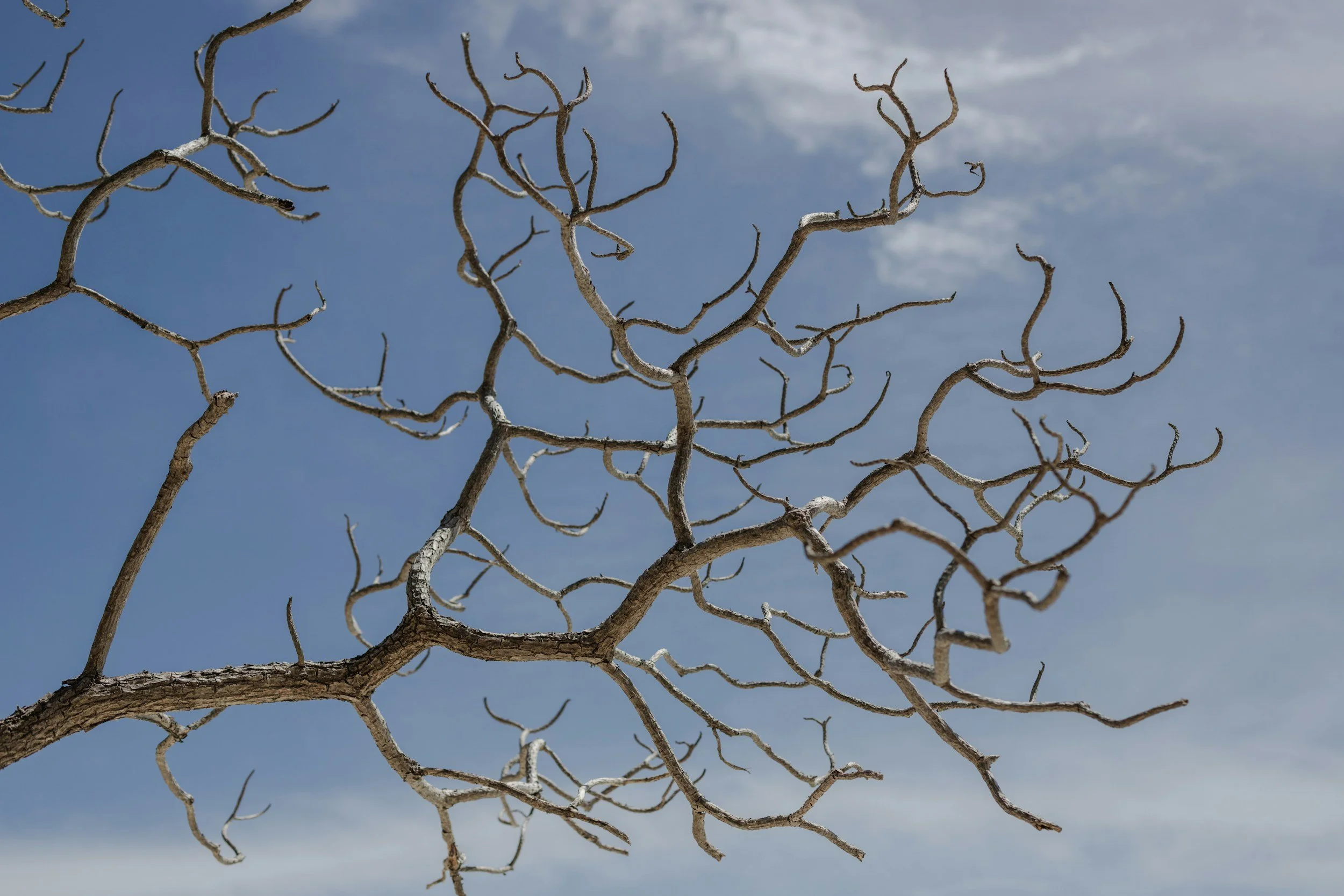 Dry, leafless tree branches against a cloudy sky.