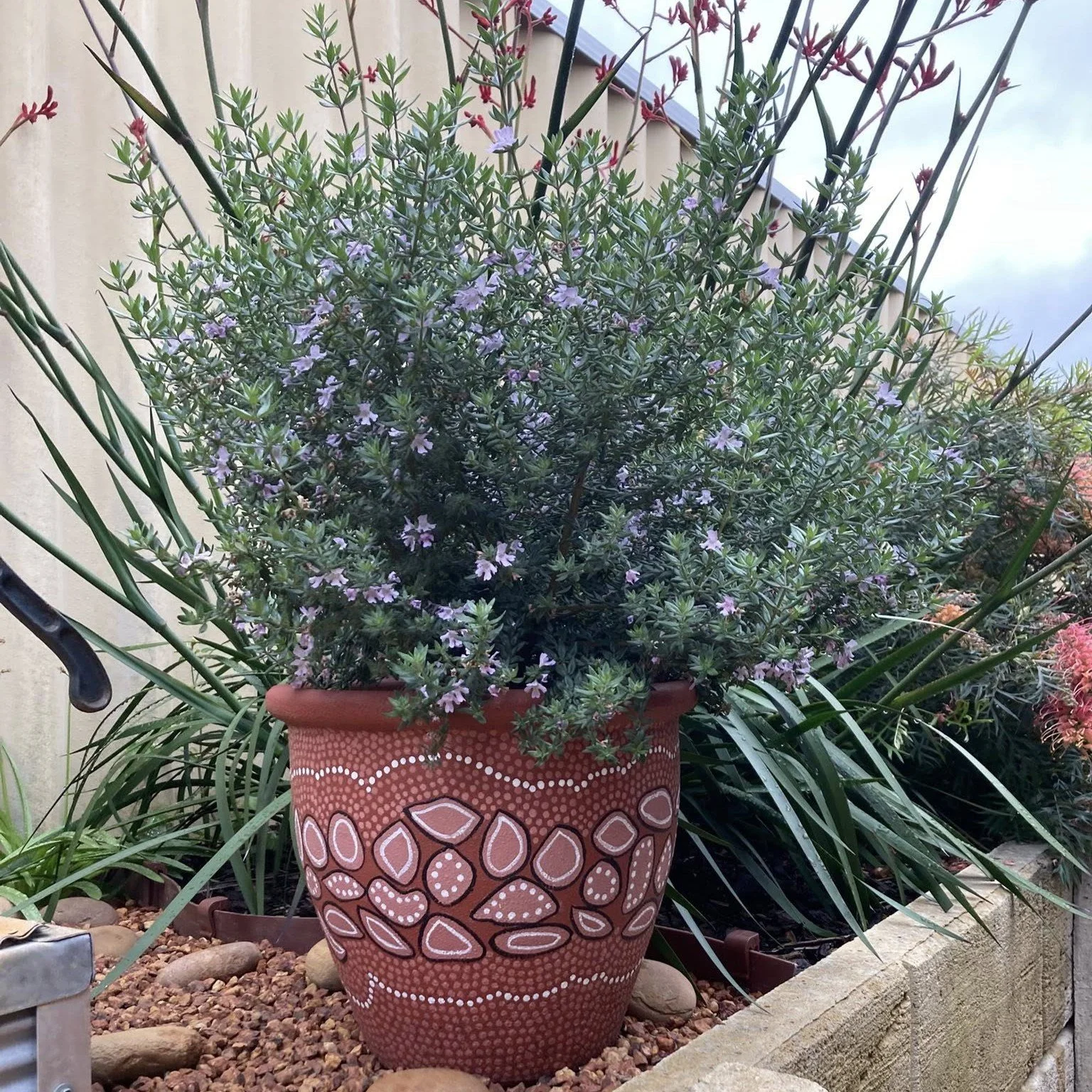 A terracotta pot with white and pink painted patterns contains a green, flowering plant with small purple flowers, situated on a bed of small rocks and surrounding other plants in a garden.