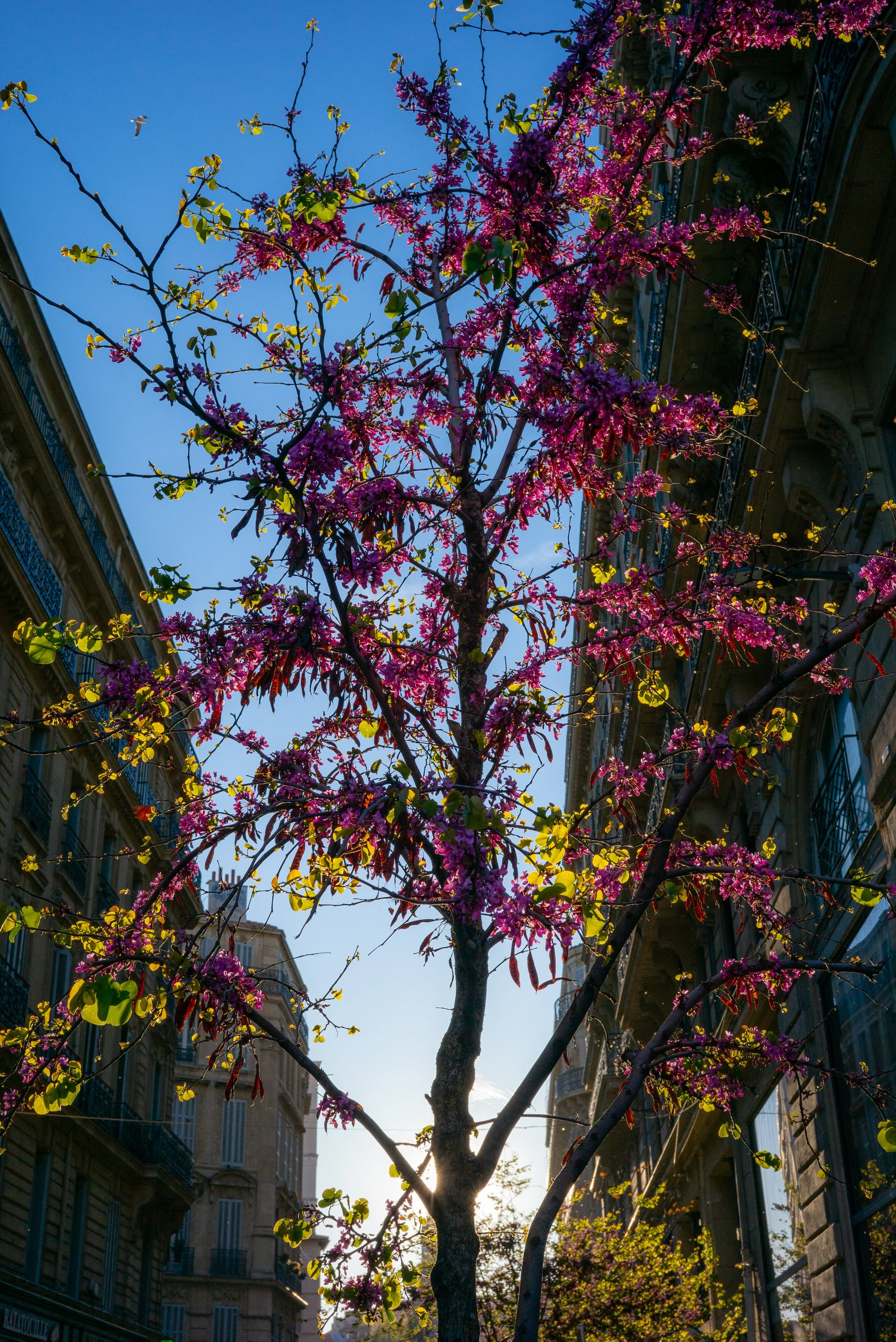 Arbre en fleurs roses entre deux bâtiments haussmanniens sous un ciel bleu, avec un oiseau volant au loin.