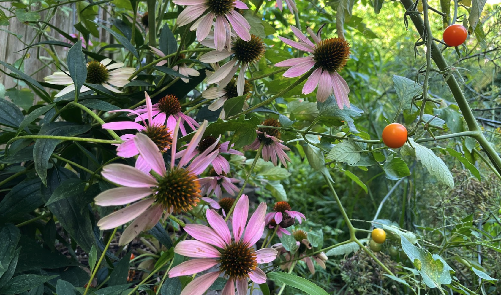 Echinacea for health and healing.
