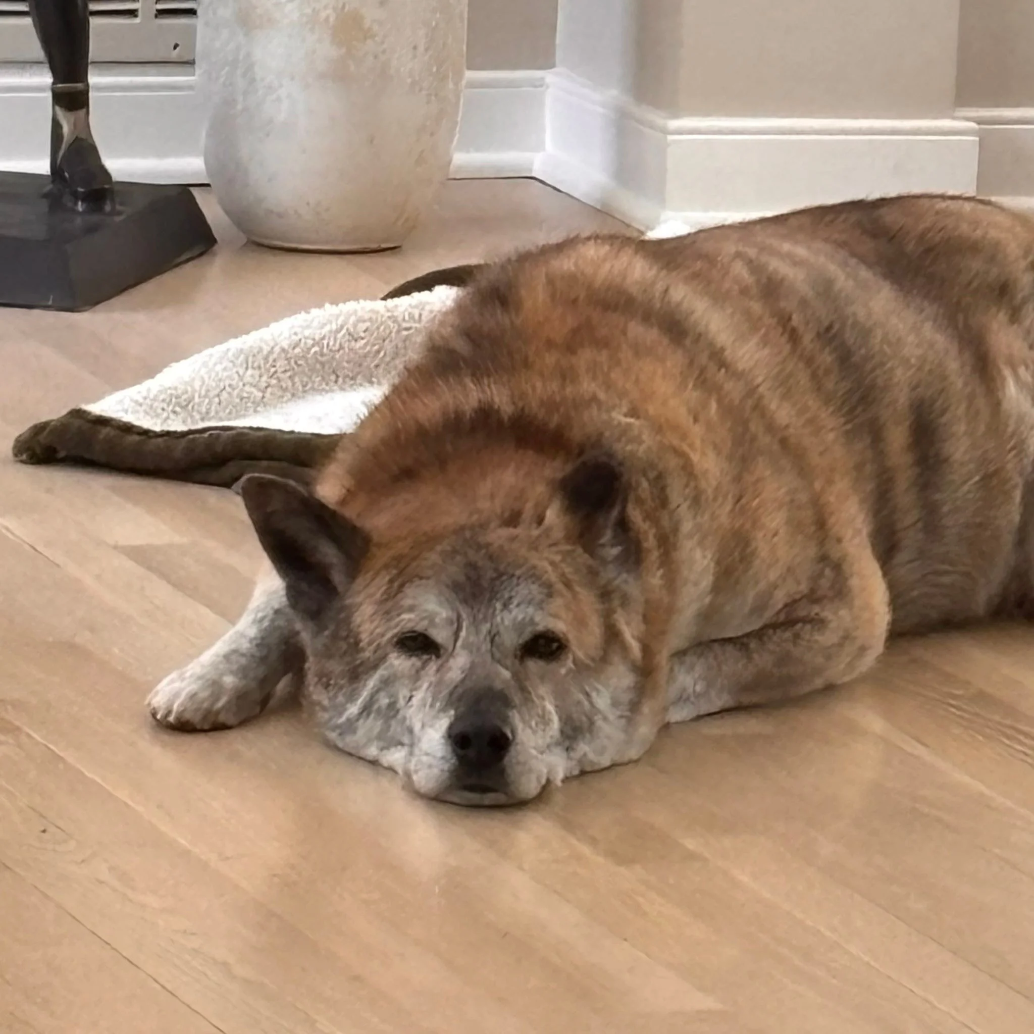 If you like a dog that is ridiculously loyal, drop-dead handsome, and a little more cat than dog, Ulsan might just be the perfect pup for you. Big dog needs space. Has quirks, who doesn't? Reach out to the Richmond SPCA to learn more about him.