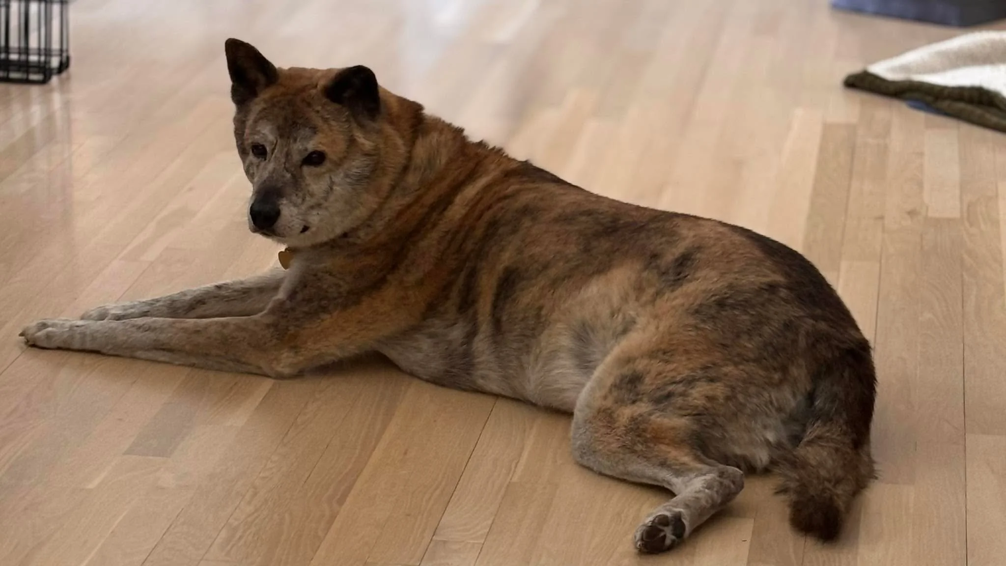 Heading back to shelter today 😢 I dragged myself out to give Ulsan a last romp in the woods. He loved it, I was terrified but he was super patient with me and my sloth-like speed. Bits of bacon for breakfast and a rest before we head out .  Lots of 