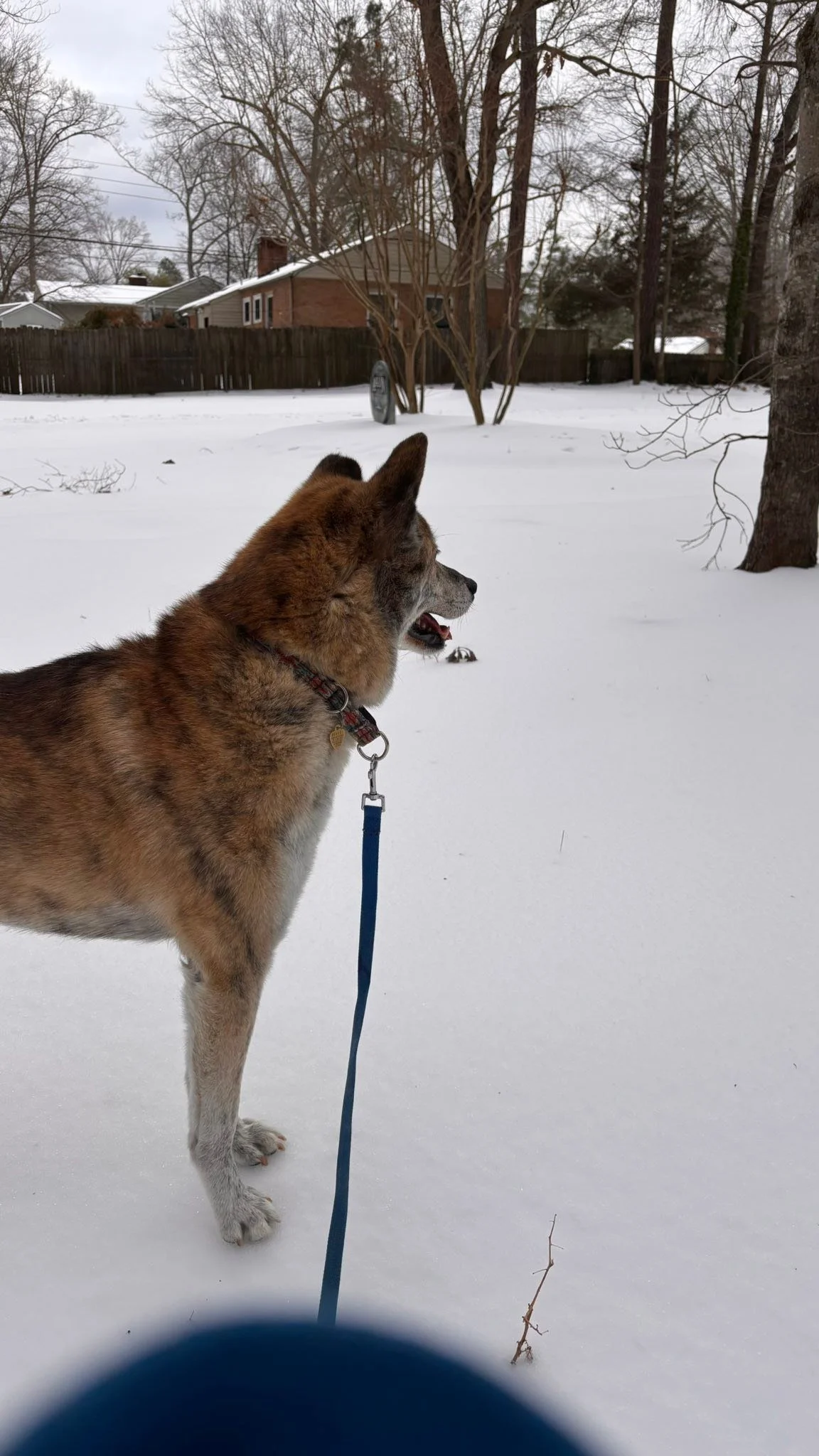 Day 2 - snow and ice.  Better!  Watched a few kids sledding, managed not to sink into the snow, and nailed a poop!!! Well deserved snooze!