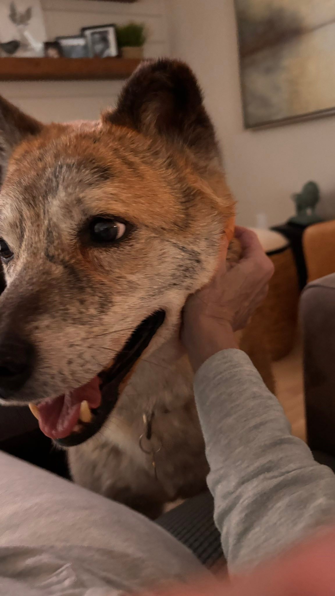 My storm buddy is getting pampered with chin scratches and like the rest of us is waiting for the storm to roll in. ❤️