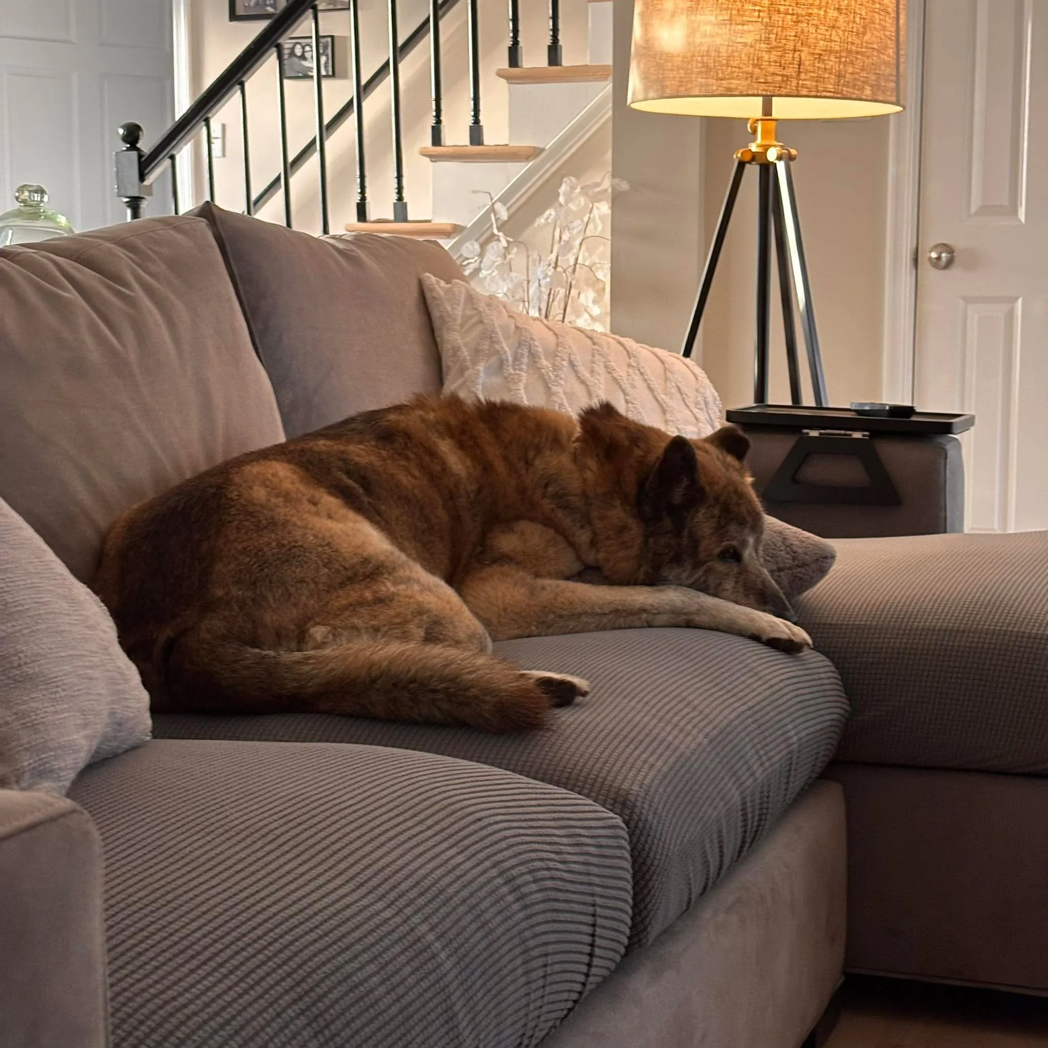 Cozying up on the sofa with me turned into a total sofa takeover. Ask me if a cared ? 🙄🤔🥰