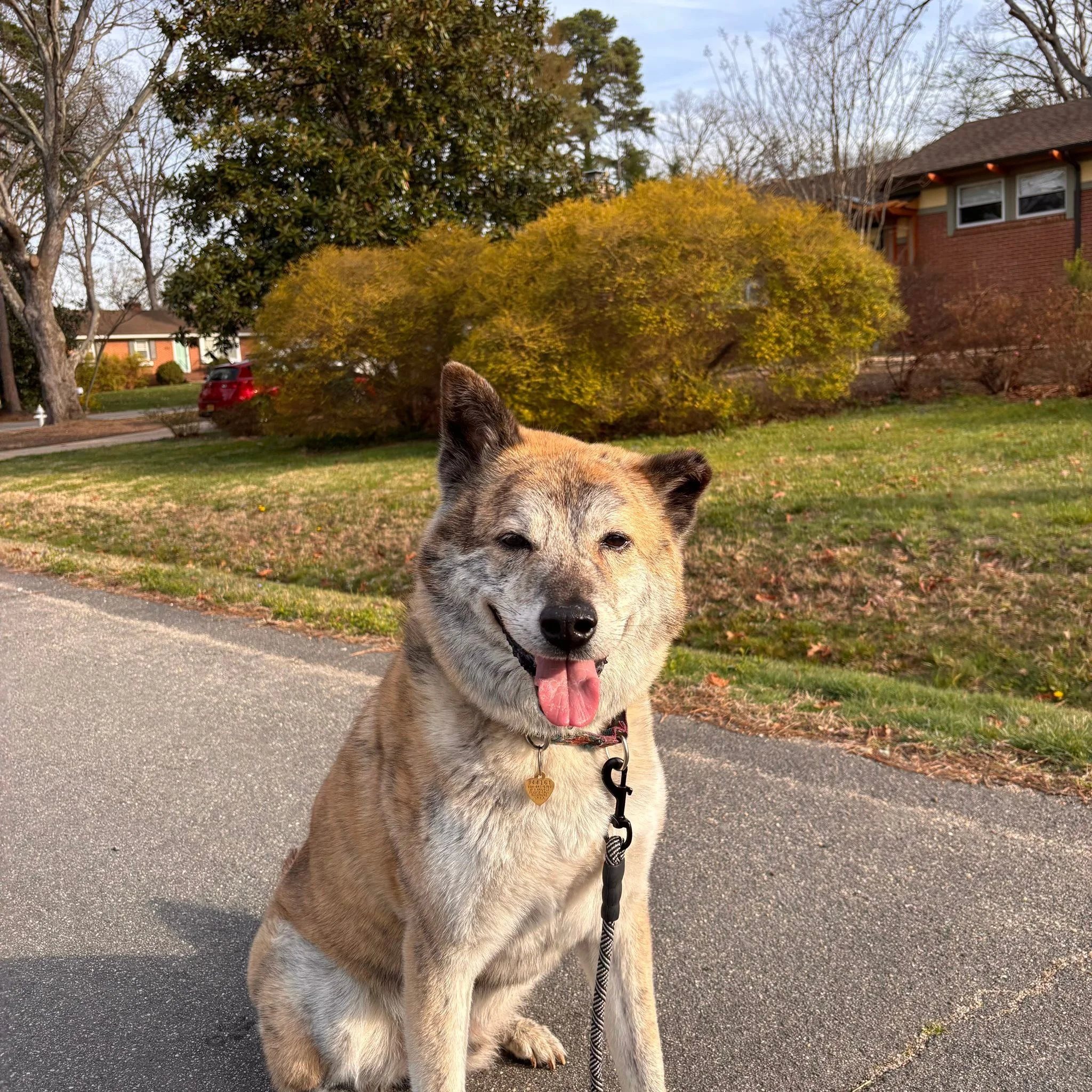 I don't normally make requests, but I'm making an exception for Ulsan. I would love for him to find his forever home and his &ldquo;one and only&rdquo;. I wish I could be that person, it's not possible for me at this time. Please share the informatio