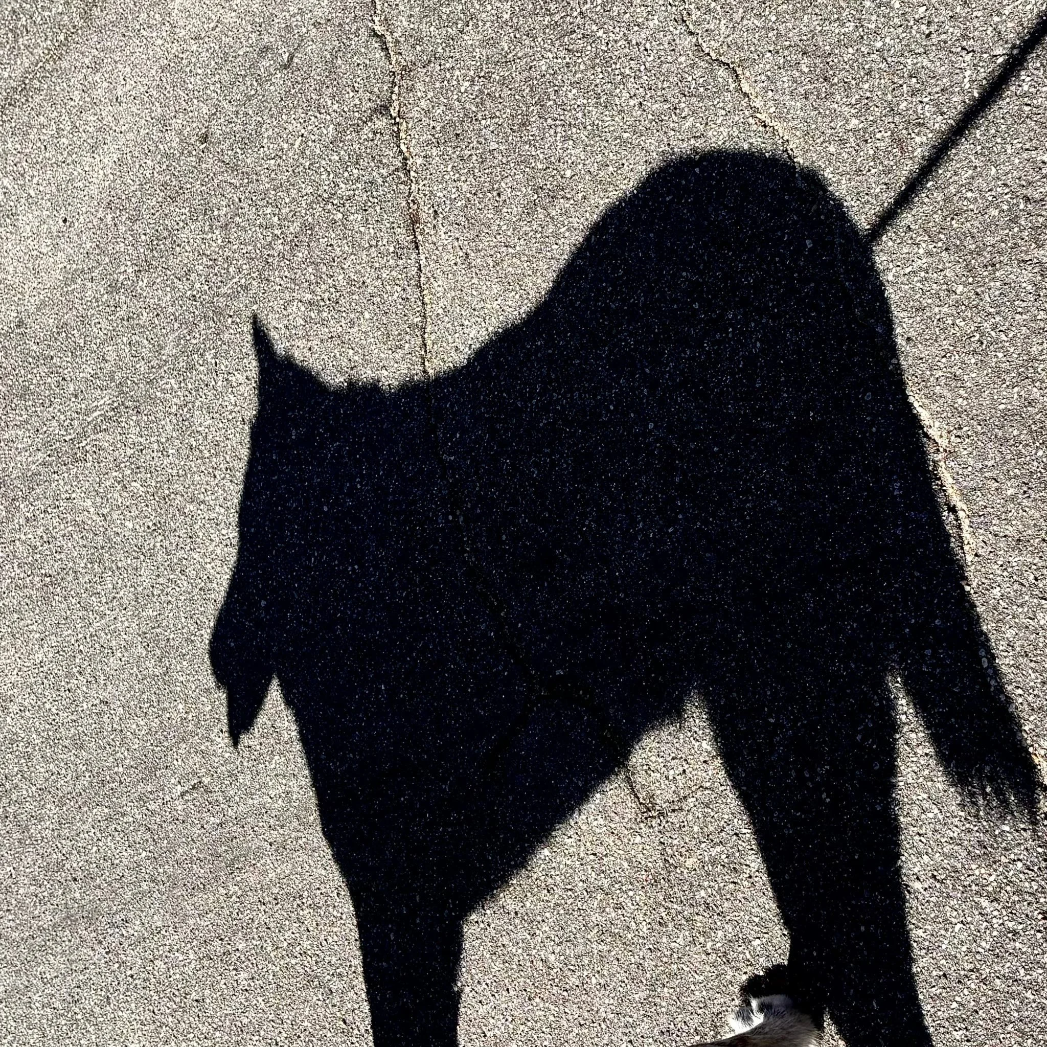 Pick the Ulsan shadow ?