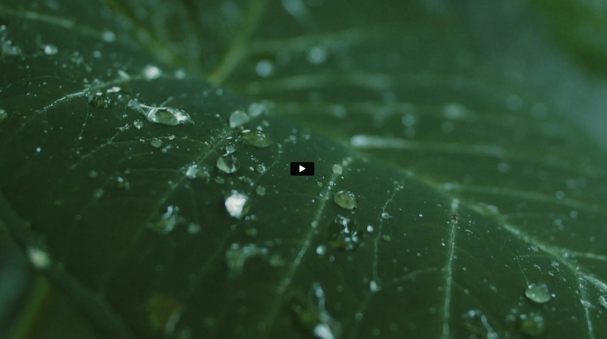 Close-up of a green leaf with water droplets on its surface.