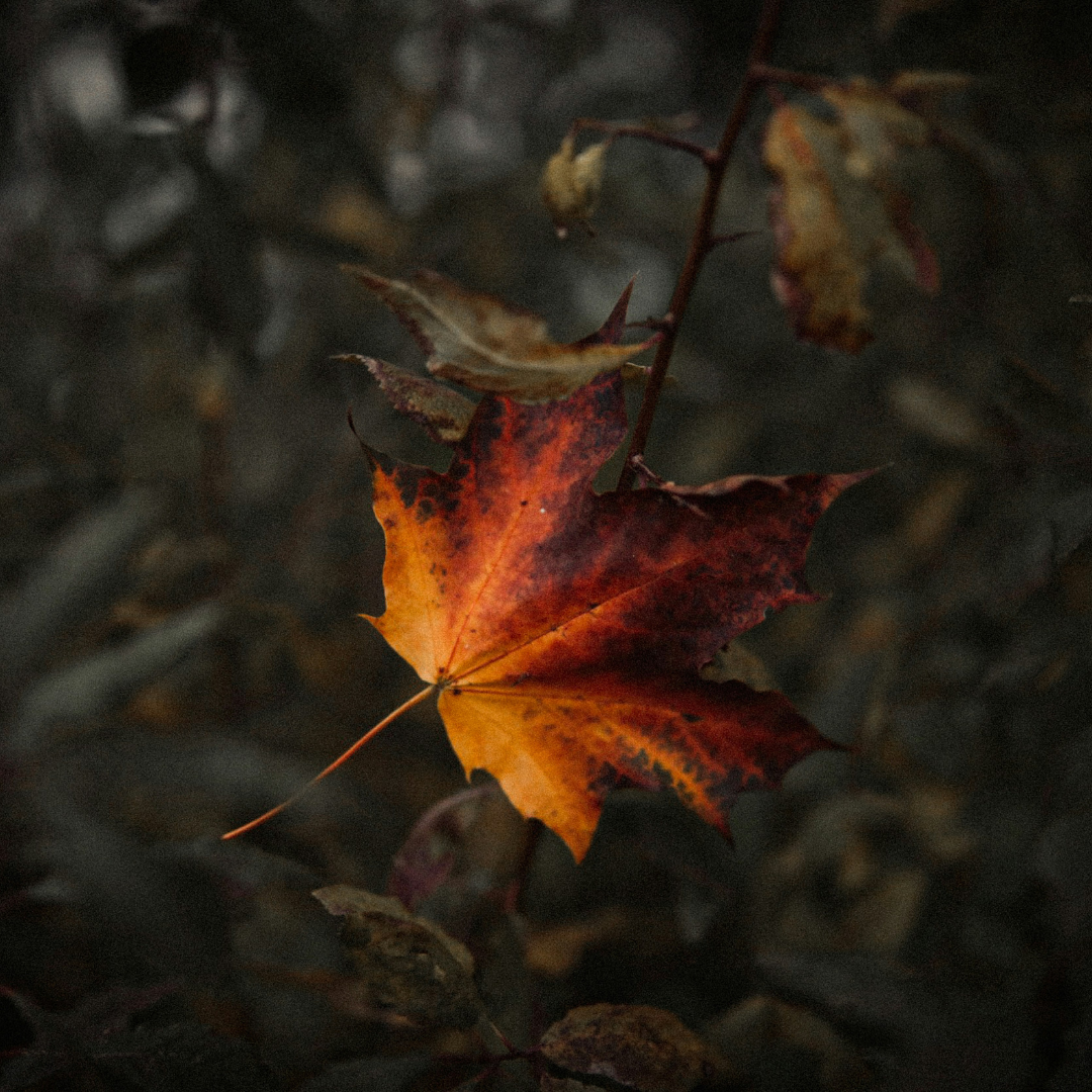 Fall Equinox Celebration with Mystic Garden Coven
