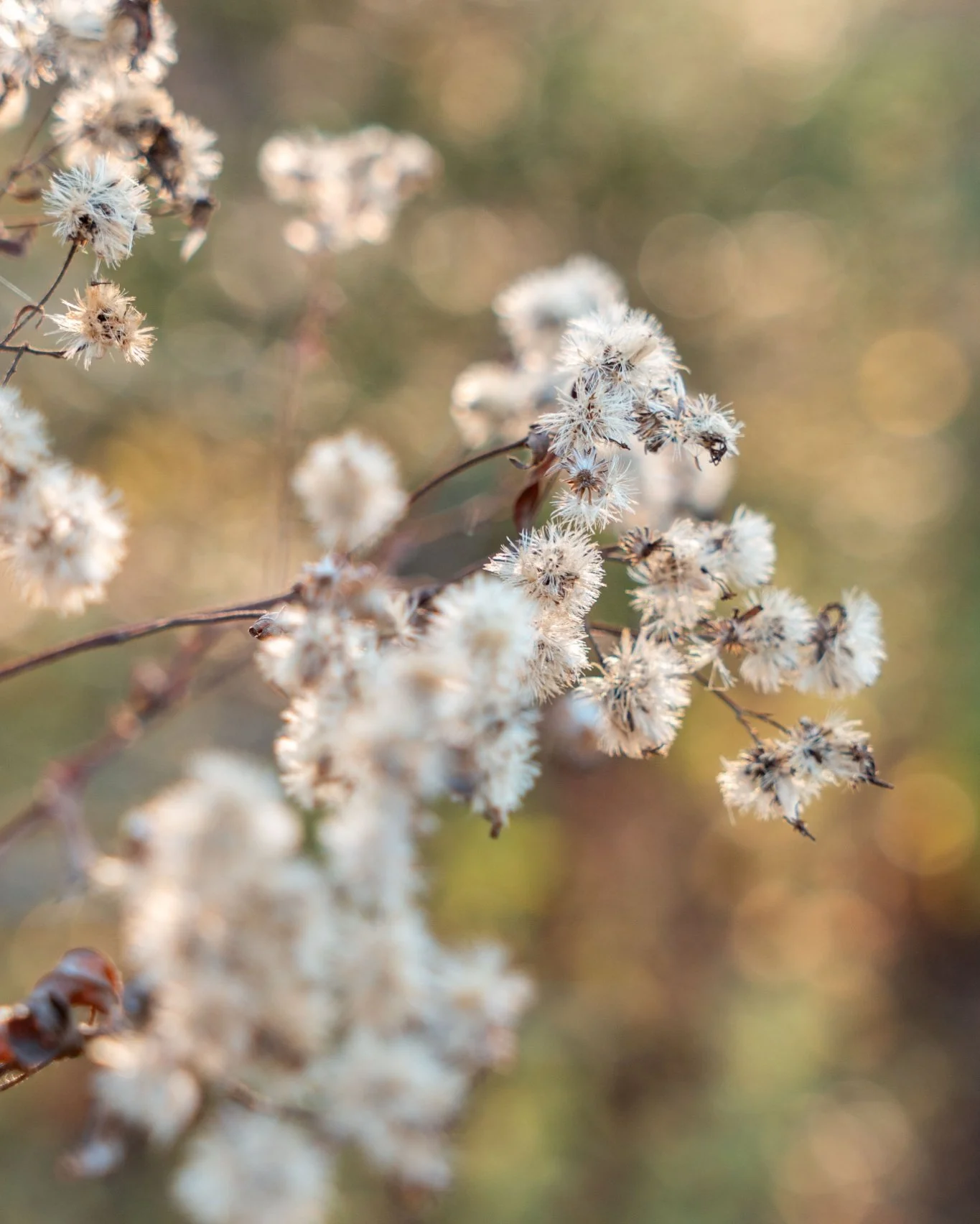 Currently obsessed with textures, shadows, and things that grow slowly (like plants&hellip; and SEO).

And I might be biased, but if you haven't yet, you should @visitnovascotia 😊
 
#PlantAppreciation #DigitalOptimist #CreativeMessAndMagic #SlowGrow