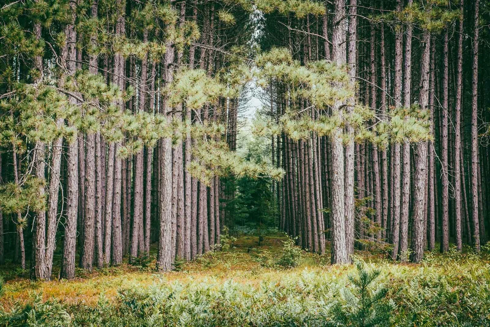 Silviculture_forest_tree_rows.jpg