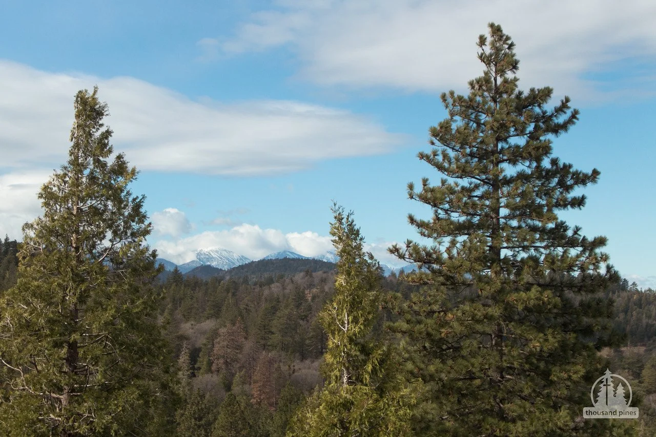 Thousand Pines Retreats