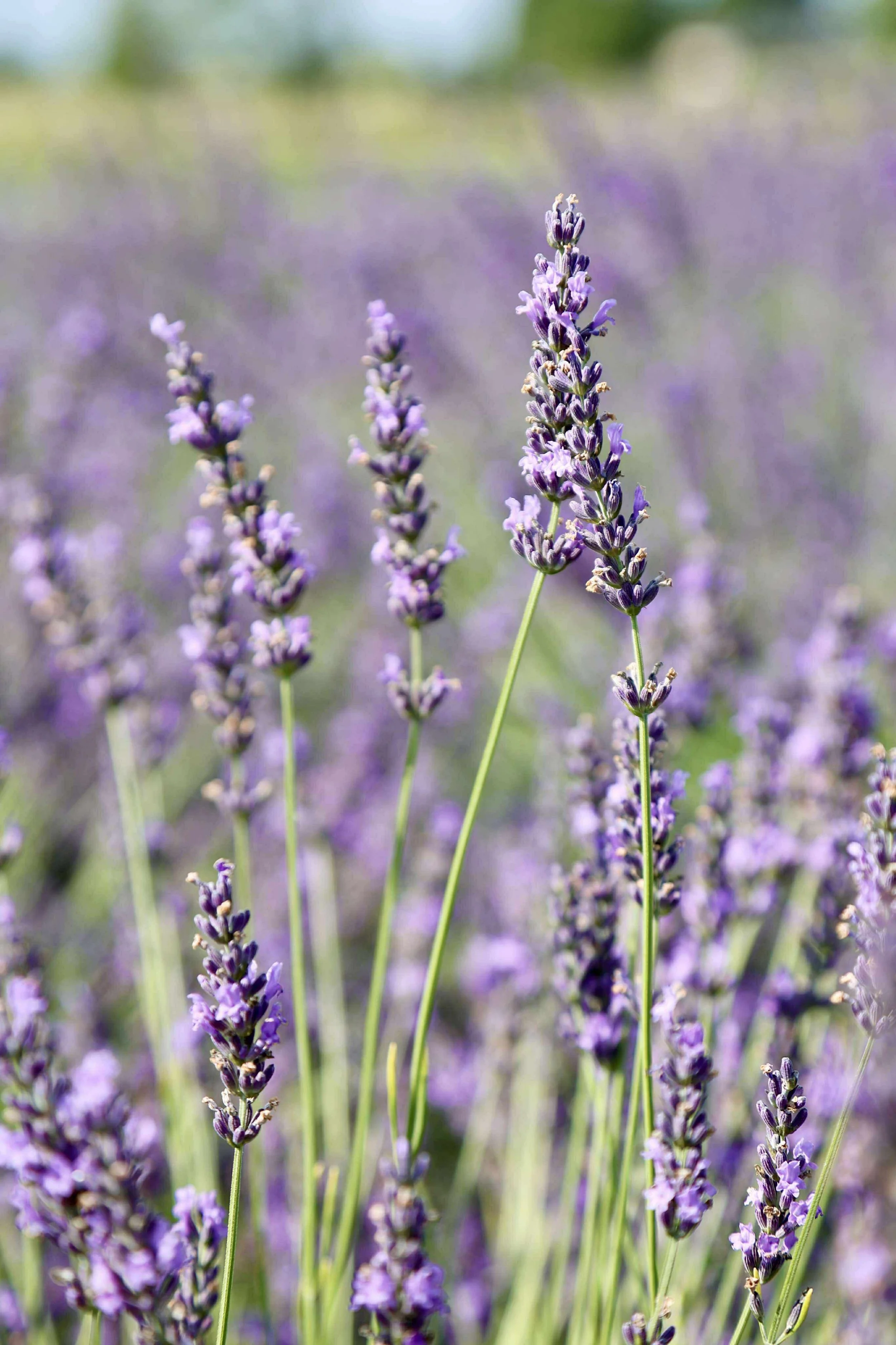 72114bc5c8abf5056ff0105490699ba5.JPG (Copy)