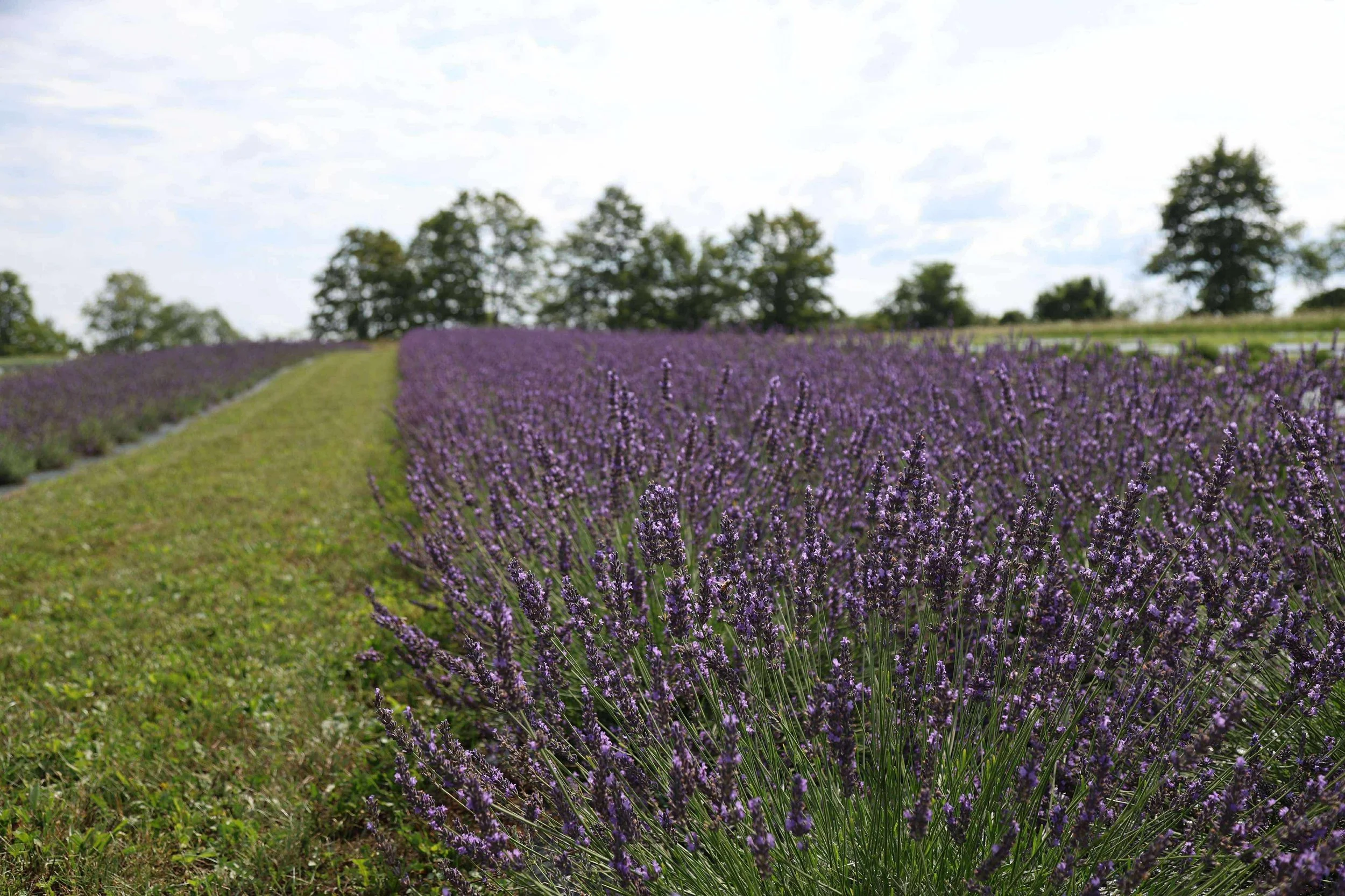 f3bbed64aad70d48bf93f710df000aef.JPG (Copy)